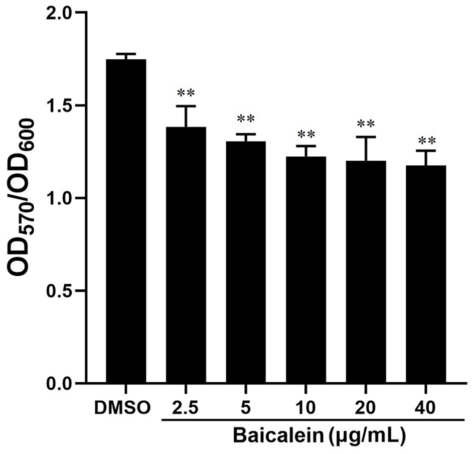 Bar graph showing the effect of Baicalein on OD570/OD600 levels. The y-axis represents OD570/OD600 ranging from zero to two, while the x-axis shows DMSO and Baicalein concentrations of 2.5, 5, 10, 20, and 40 μg/mL. OD levels decrease with increasing Baicalein concentration, with statistical significance indicated by asterisks.