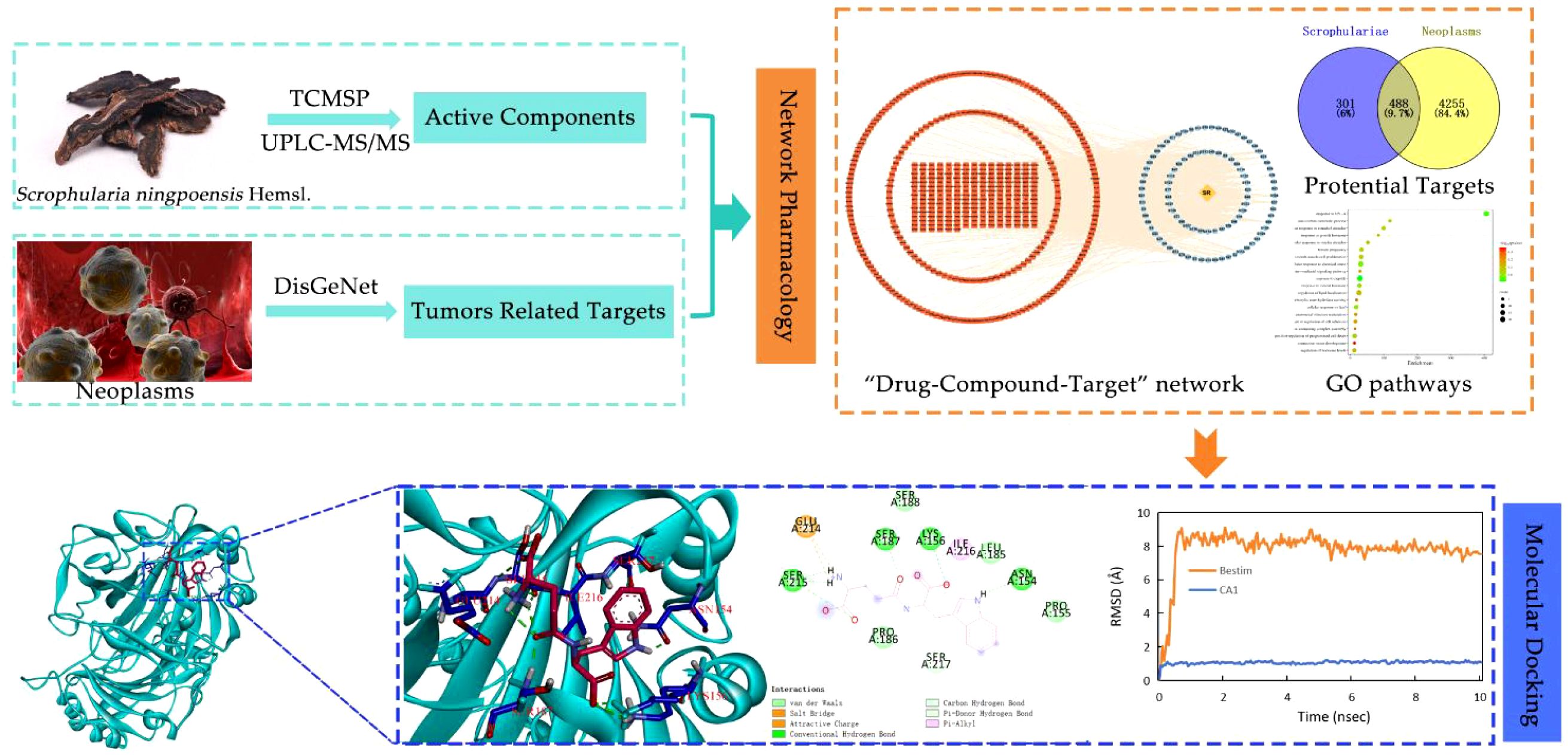 Flowchart illustrating the research process of Scrophularia ningpoensis. It identifies active components using TCMSP and UPLC-MS/MS, then tumor-related targets using DisGeNet. It proceeds to network pharmacology to create a drug-compound-target network and potential targets shown through Venn diagram and GO pathways. Molecular docking displays protein structure interaction and RMSD graph over time for analysis.