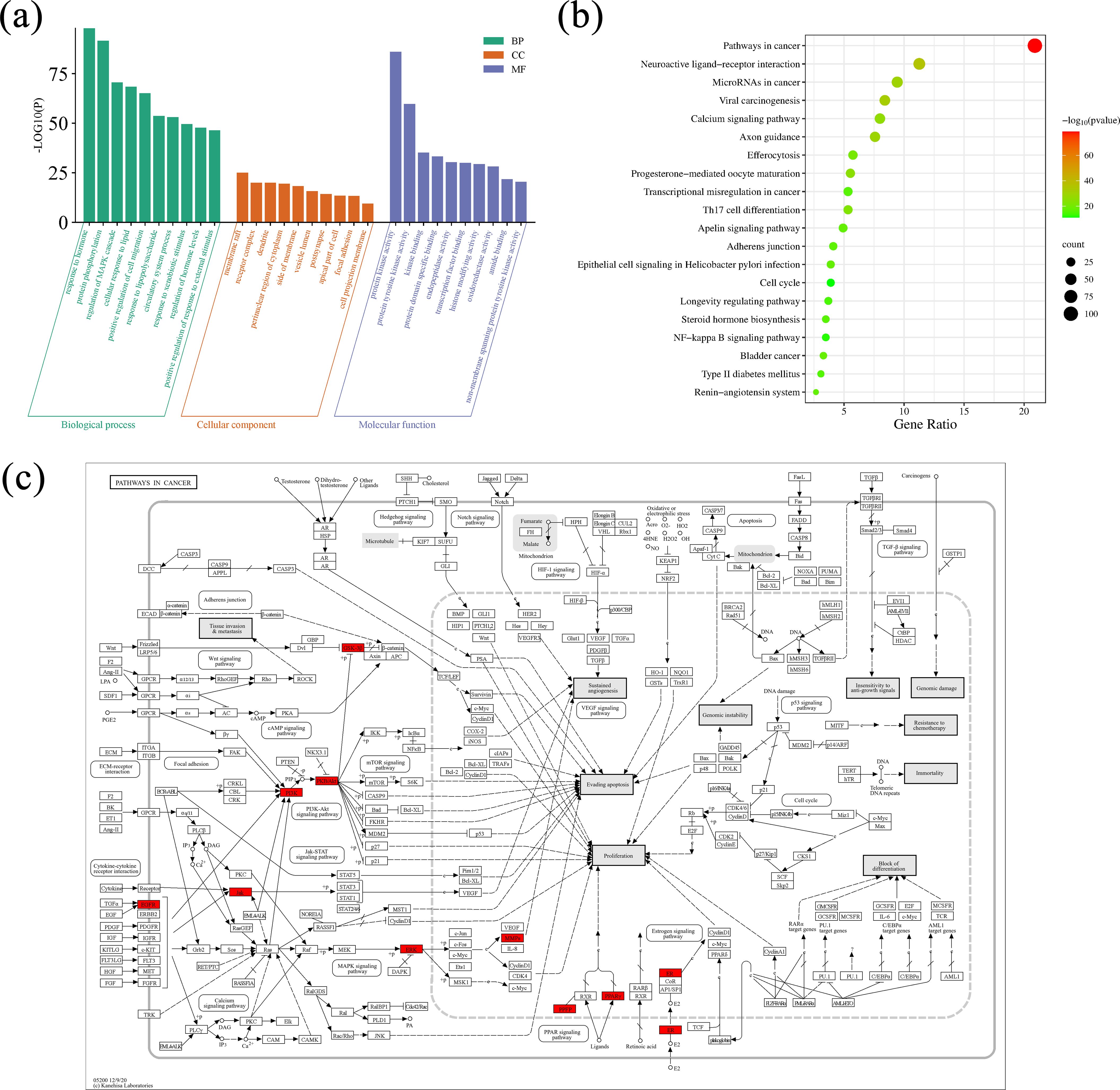 (a) Bar chart depicting gene ontology analysis with categories: Biological Process (BP), Cellular Component (CC), and Molecular Function (MF). Each category is color-coded with BP in green, CC in orange, and MF in blue. (b) Dot plot showing pathway analysis with pathways on the y-axis and gene ratio on the x-axis. Dot size indicates count and color represents significance (-log p-value), highlighting 'Pathways in cancer' as most significant. (c) Diagram of pathways involved in cancer, illustrating complex interactions and gene involvement. Key pathways and proteins are highlighted, indicating their roles and connections in cancer processes.