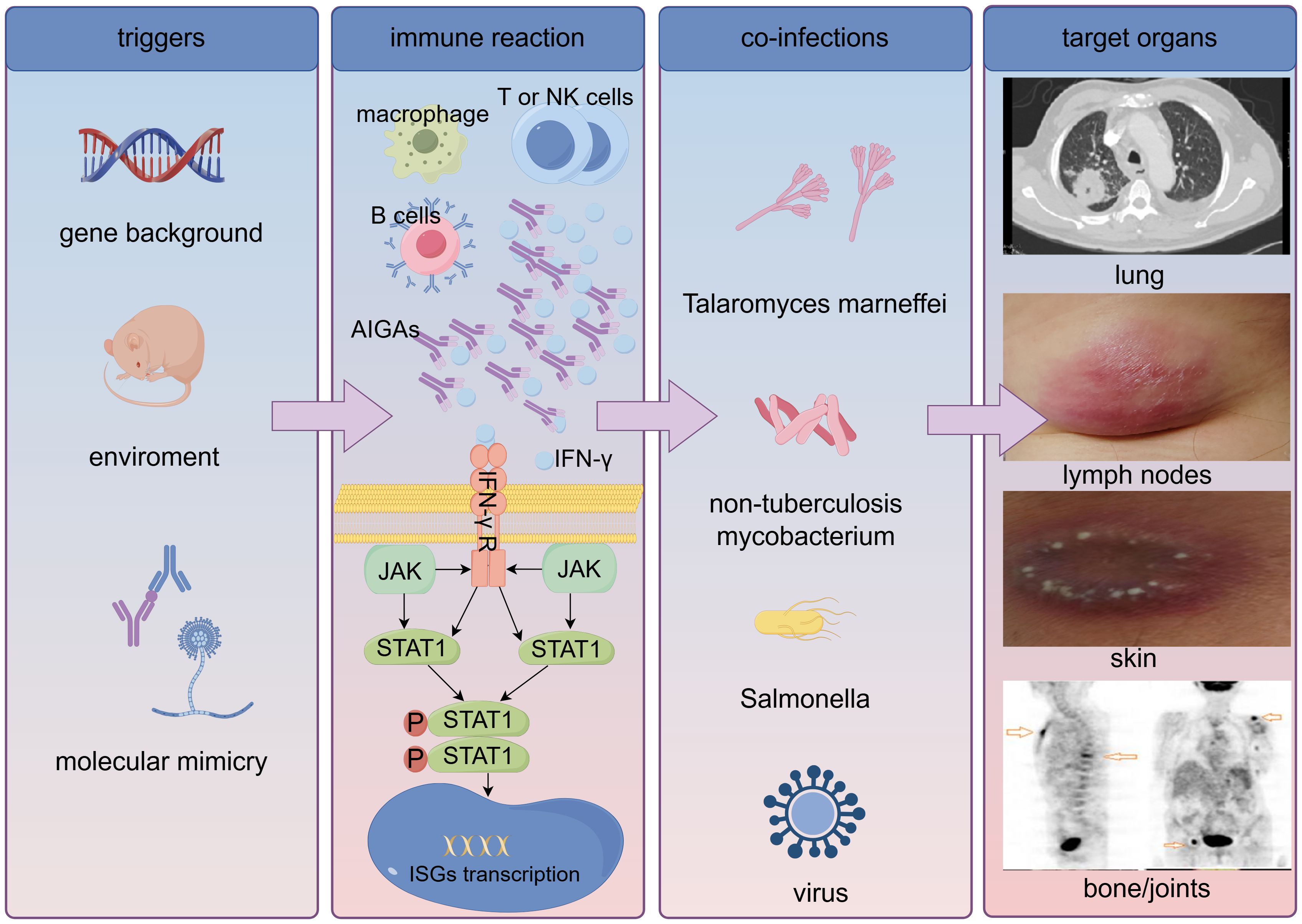 Infographic illustrating immune reactions and infections. It includes four columns: triggers (gene background, environment, molecular mimicry), immune reaction (macrophages, T/NK cells, B cells, IFN-γ, JAK-STAT1 pathway), co-infections (Talaromyces marneffei, non-tuberculosis mycobacterium, Salmonella, virus), and target organs (lung, lymph nodes, skin, bone/joints). Each element is depicted with relevant images or icons.