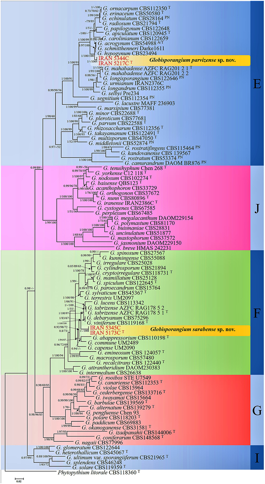 Phylogenetic tree showing relationships among Globisporangium species based on ITS-rDNA, cox1, and cox2 gene sequences from 4 examined strains and 89 reference strains. Branch labels indicate Bayesian posterior probabilities and bootstrap support from minimum evolution and maximum likelihood analyses. Outgroup is Phytopythium litorale. Clades E-G, I, and J, from Lévesque and de Cock (2004), are marked on the right. Examined isolates are shown in red; “T” marks ex-type strains and “PN” authentic strains. Two new species are highlighted in yellow boxes.