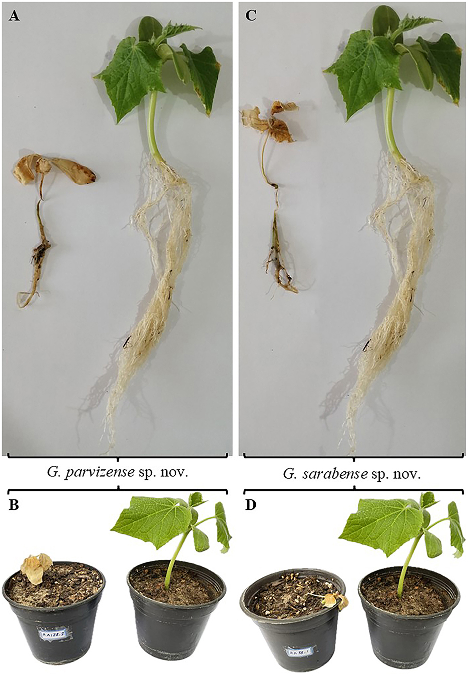 Images show pathogenicity test results on plants. Panels (A, B) compare plants inoculated with Globisporangium parvizense sp. nov. (IRAN 5217C) on the left to corresponding negative control plants on the right. Panels (C, D) compare plants inoculated with Globisporangium sarabense sp. nov. (IRAN 5173C) on the left to their respective negative controls on the right.