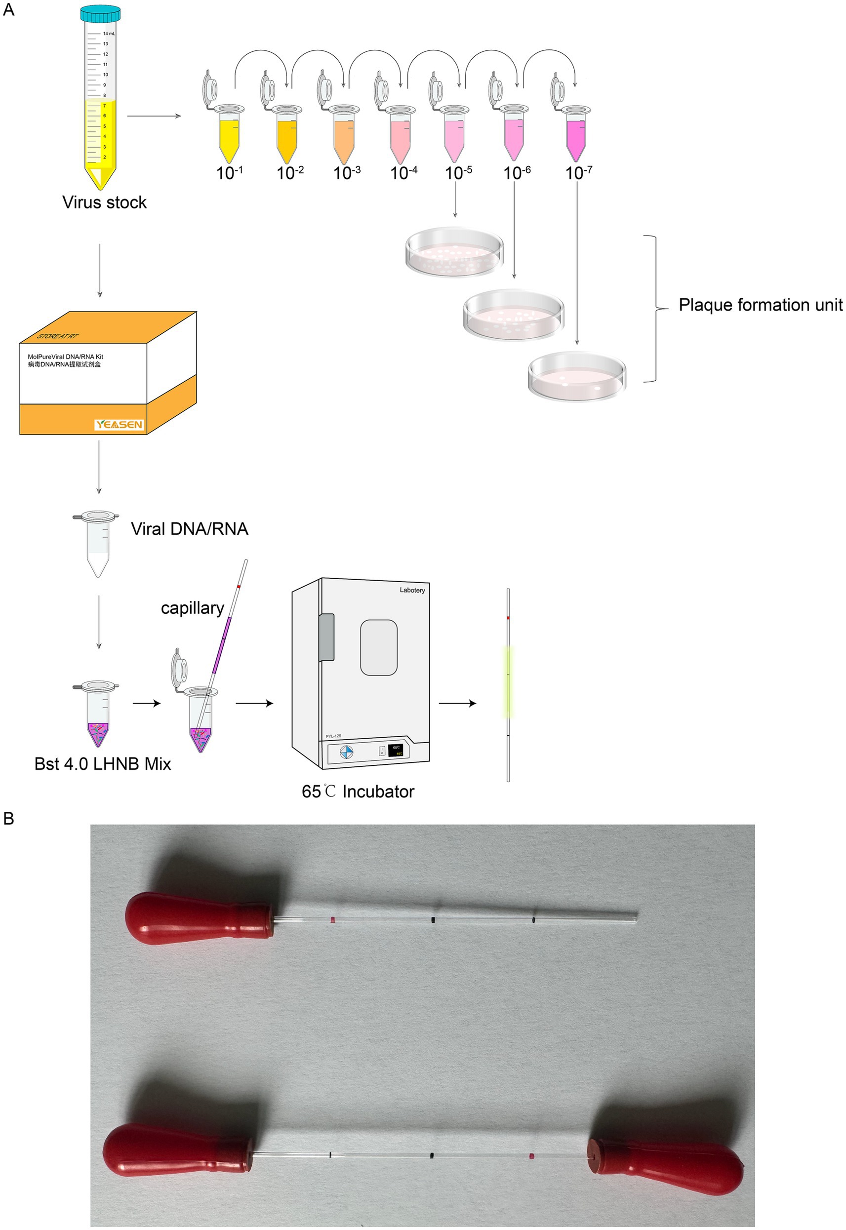 Illustration A depicts a workflow for virus detection, starting with a virus stock dilution series (10^-1 to 10^-7) leading to plaque formation units. Viral DNA/RNA is extracted using a kit, mixed with Bst 4.0 LHNB, placed in a capillary tube, and incubated at 65°C. Panel B shows two capillary tubes with red rubbers in the end.