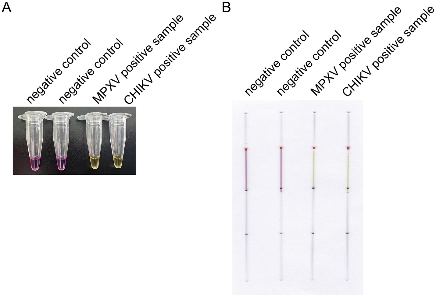 Panel A shows four labeled test tubes with colored liquid: two negative controls with violet liquid, an MPXV positive sample with green, and a CHIKV positive sample also green. Panel B displays four thin, labeled tubes with fluid columns: two negative controls are violet, the MPXV positive is yellow, and the CHIKV positive is green.
