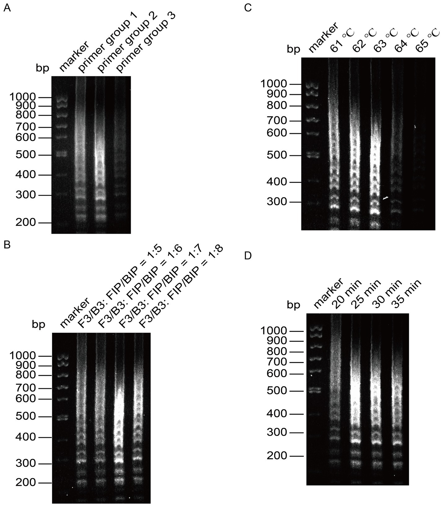 Four gel electrophoresis images labeled A, B, C, and D show DNA bands. Panel A compares three primer groups. Panel B shows different FIP/BIP ratios ranging from one to five to one to eight. Panel C examines different temperatures from sixty-one to sixty-five degrees Celsius. Panel D compares reaction times from twenty to thirty-five minutes. Each gel includes a DNA ladder ranging from two hundred to one thousand base pairs.