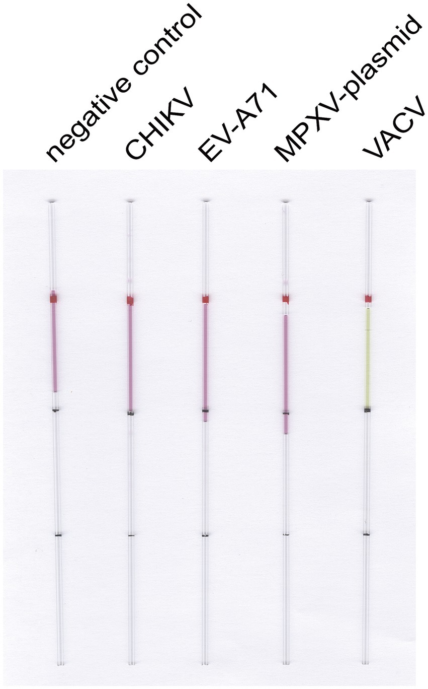 Five transparent tubes labeled “negative control,” “CHIKV,” “EV-A71,” “MPXV-plasmid,” and “VACV” showing variations in color, with CHIKV, EV-A71, and MPXV-plasmid displaying violet sections, and VACV showing a faint green section.