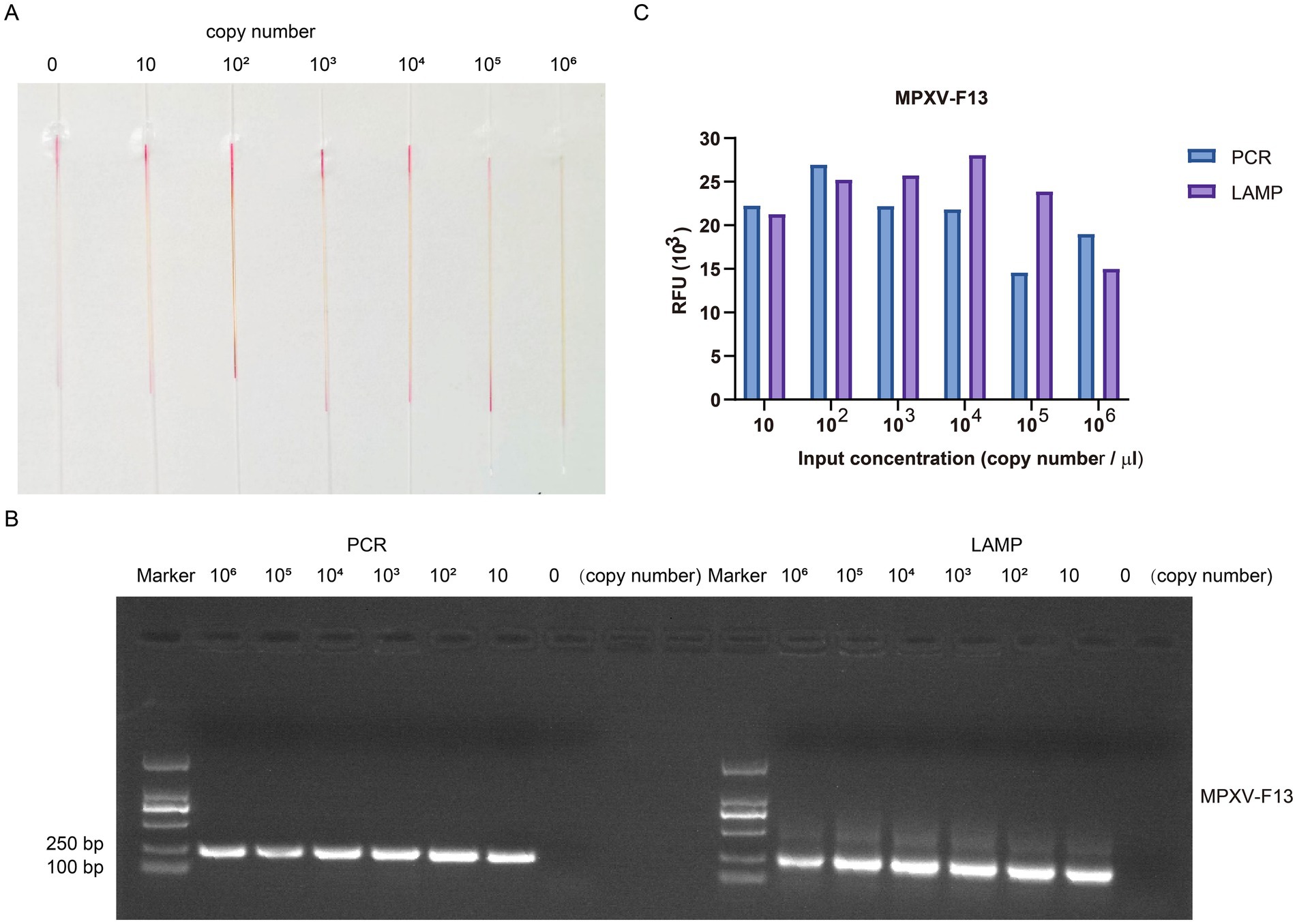 Panel A shows seven strips used for testing different DNA copy numbers ranging from zero to one million (10^6). Panel B presents a gel electrophoresis image depicting DNA bands for PCR and LAMP techniques at varying copy numbers, alongside a DNA marker. Panel C is a bar graph comparing PCR and LAMP methods in terms of relative fluorescence units (RFU) across different DNA input concentrations for MPXV-F13.