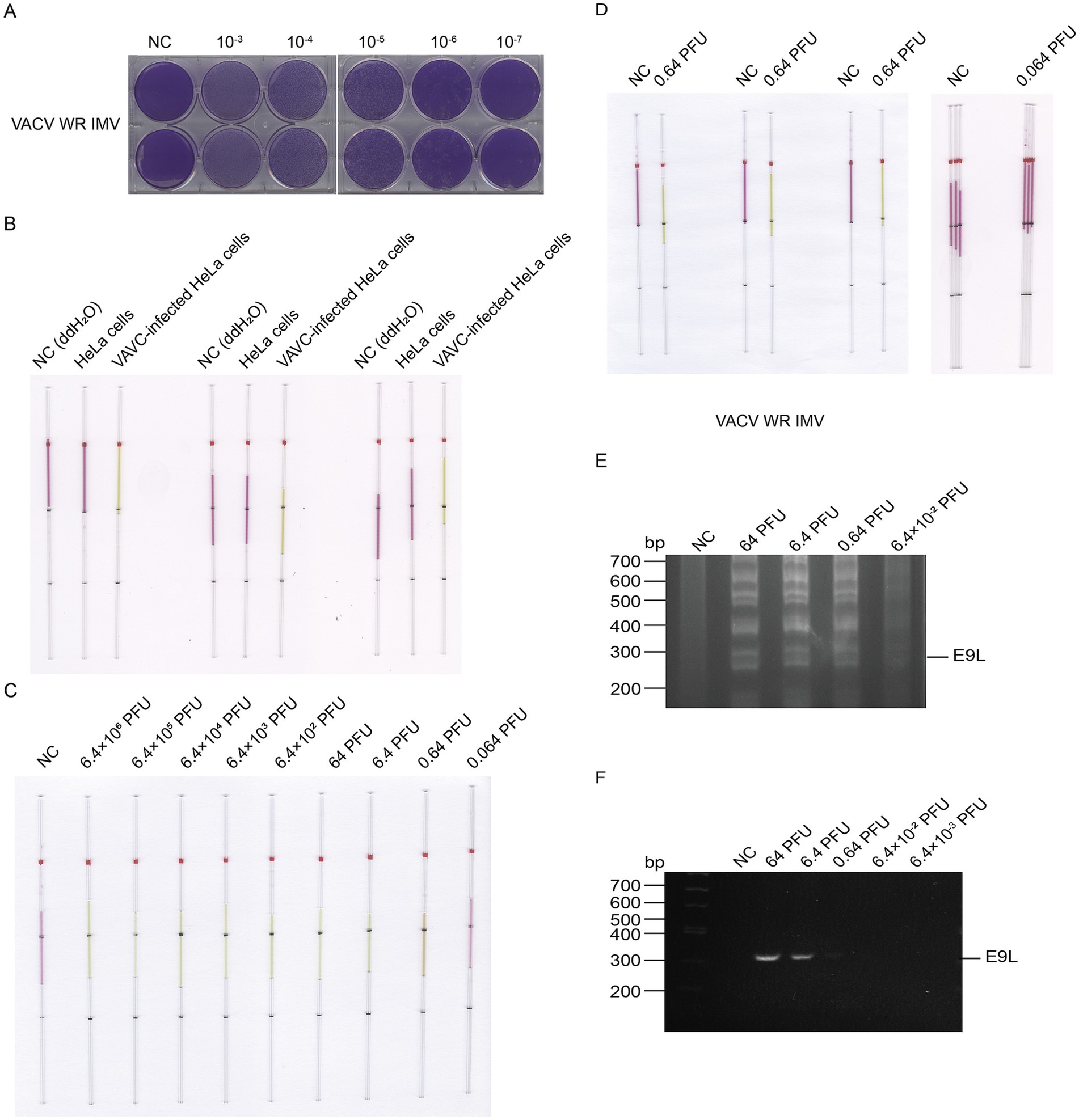 Panel A shows a series of well plates with varying dilutions of VACV WR IMV, displaying different intensities of staining. Panel B and C depict LAMP tests comparing non-infected and VACV-infected HeLa cells, with color variations indicating results. Panel D displays more LAMP tests with different plaque-forming units of VACV WR IMV, also showing color differences. Panel E is a gel electrophoresis of LAMP image showing DNA bands at various intensities, labeled E9L. Panel F shows a PCR electrophoresis result, with bands marked at E9L under different plaque-forming unit conditions.