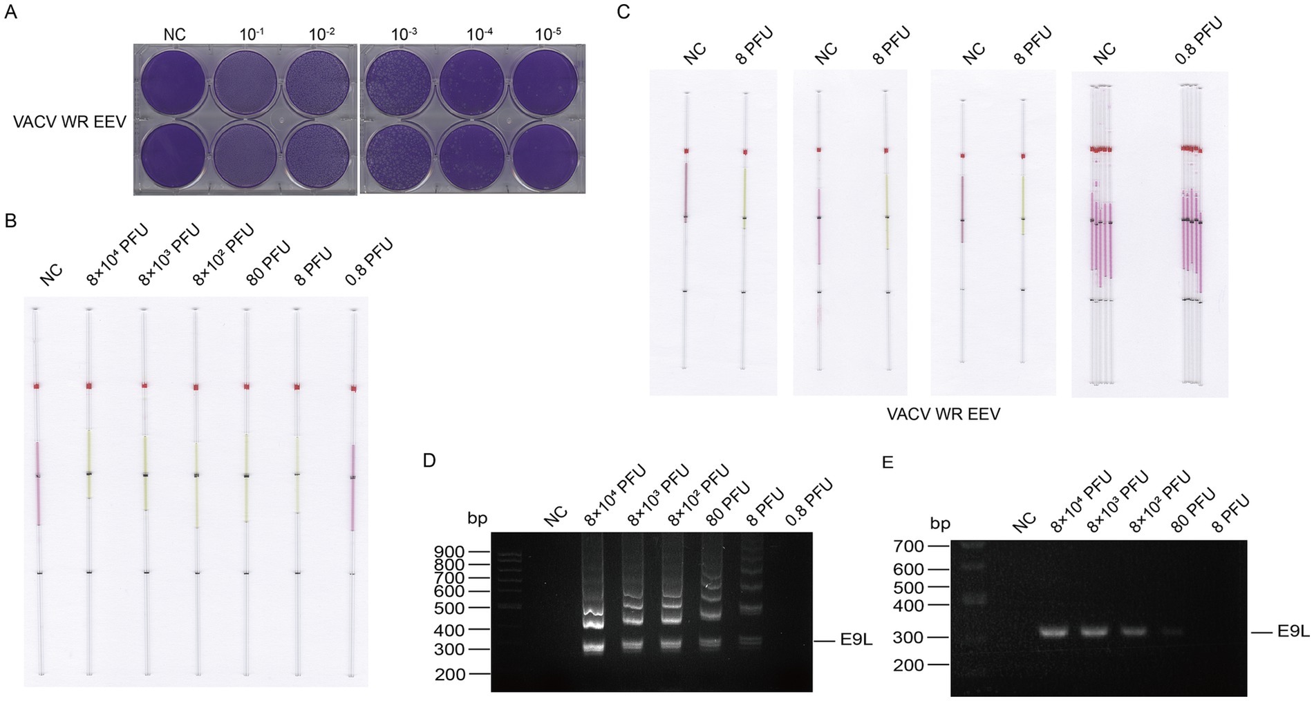 Panel A shows dilution series of VACV WR EEV, with six wells ranging from negative control to 10^-5. Panel B presents LAMP assay results for different PFU levels, with color change indicating reactions. Panel C displays additional LAMP assays for PFU comparisons. Panel D is a gel electrophoresis of LAMP image, showing DNA bands at different PFU levels, marked E9L. Panel E illustrates gel electrophoresis of PCR image with clearer bands labeled E9L, comparing PFU levels.