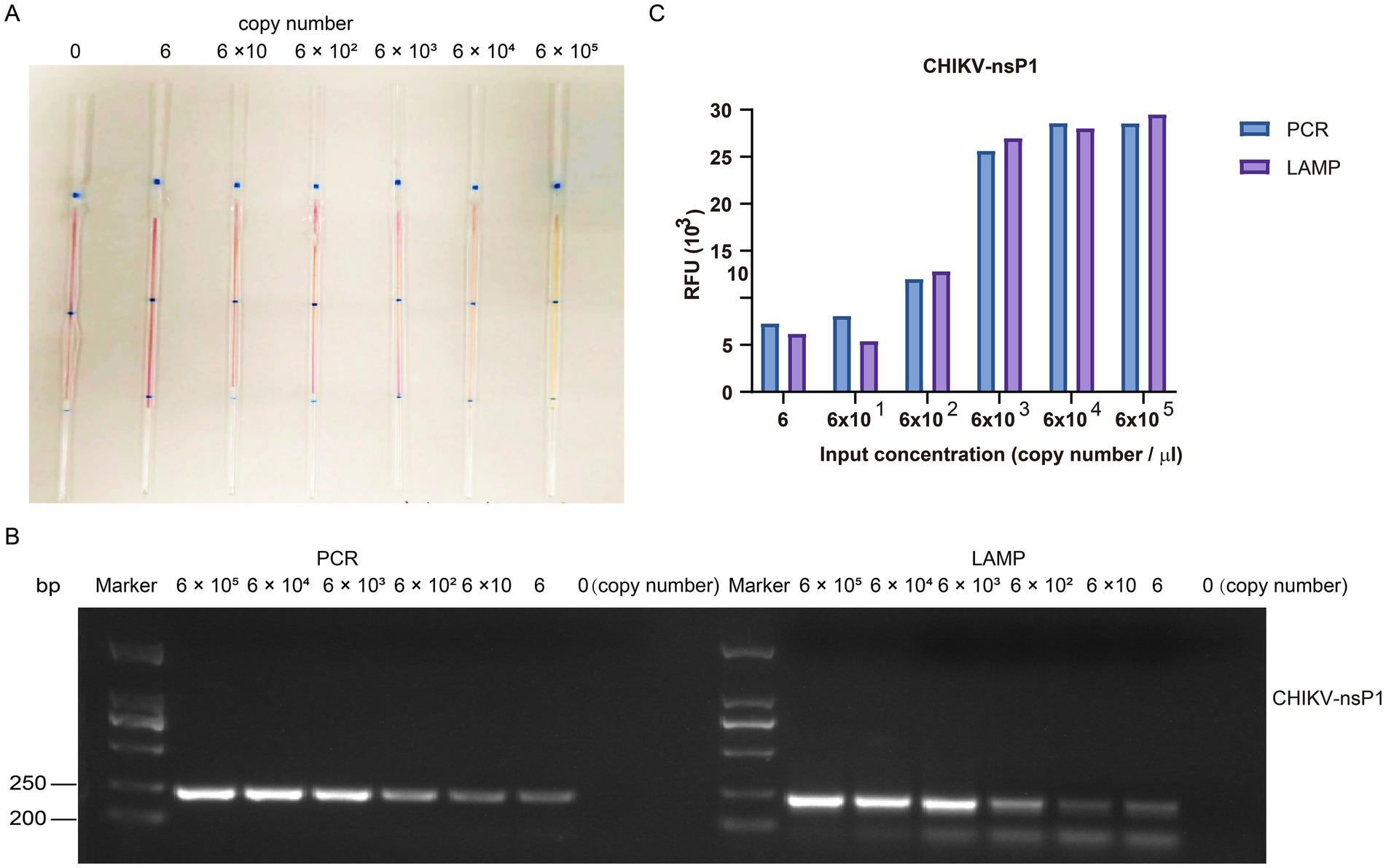 Three panels demonstrate detection of CHIKV-nsP1. Panel A indicates the detection limit of LAMP with gradient viral copy numbers from 0 to 6*10^5. Panel B displays gel electrophoresis results for PCR and LAMP, showing bands at varying intensities correlating with viral copy numbers. Panel C is a bar graph comparing PCR and LAMP fluorescence readings at different concentrations, with LAMP showing higher readings at each level.