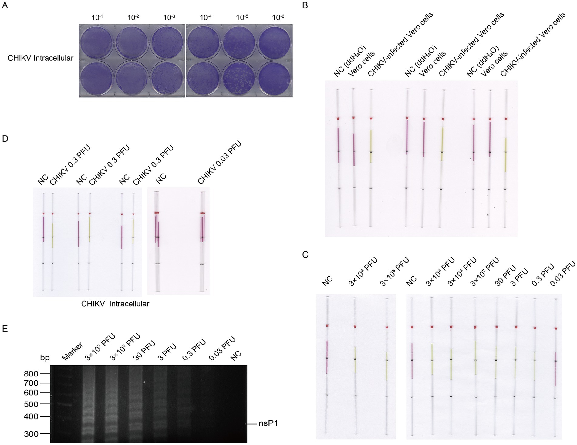 A composite image showing various experiments related to CHIKV detection. Panel A: Serial dilutions of CHIKV intracellular samples in well plates, with decreasing intensity from left to right. Panel B: Lateral flow assays comparing NC (distilled water), Vero cells, and CHIKV-infected Vero cells. Panel C: LAMP assays for different concentrations of CHIKV from negative control to 0.03 PFU. Panel D: LAMP assays for CHIKV at 0.3, 0.03 and controls with each concentration including 3 replicates. Panel E: Gel electrophoresis showing bands for markers, different CHIKV concentrations, and NS1 protein around 350 bp.