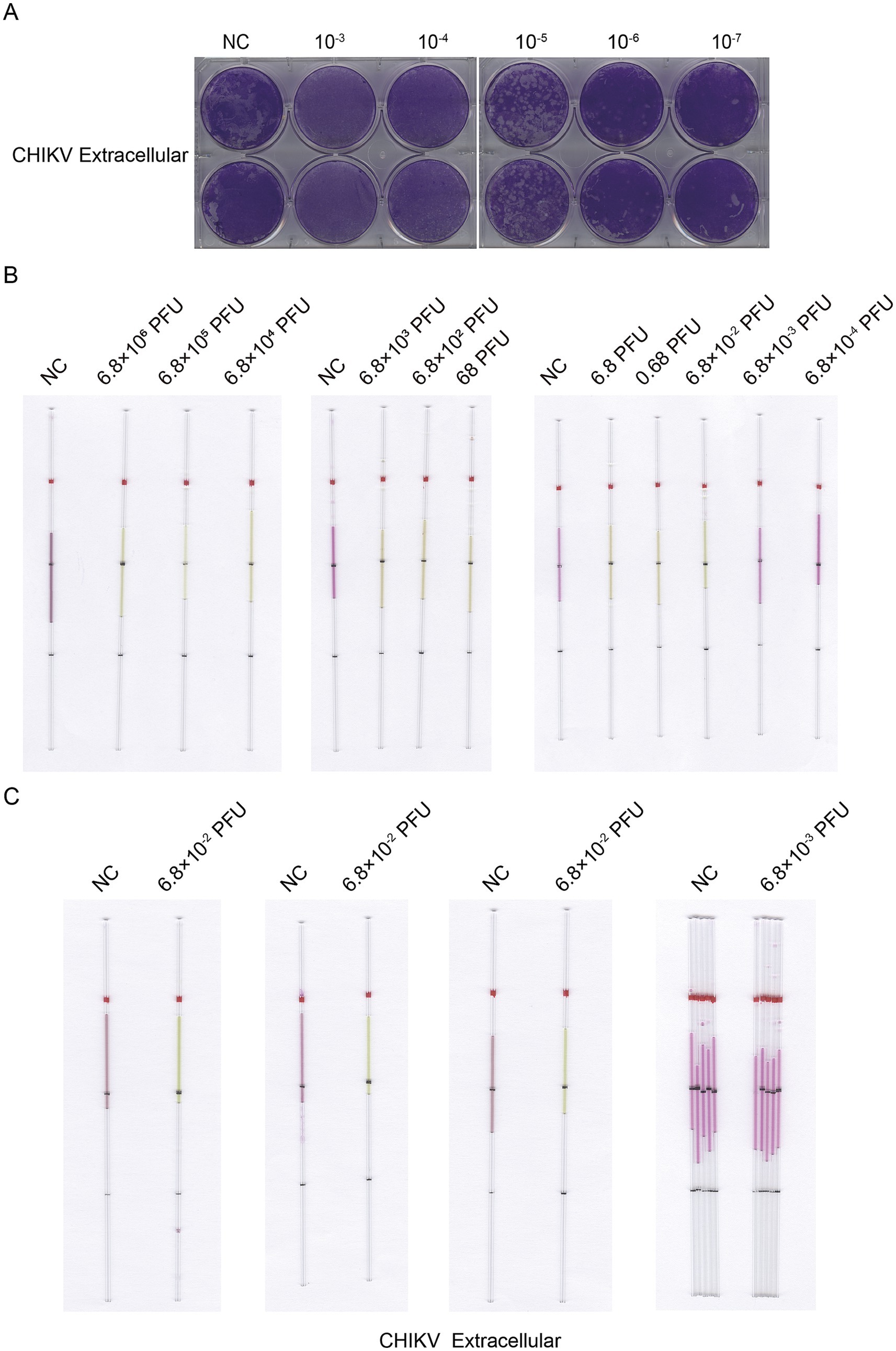 A series of images labeled A, B, and C depict various experimental results related to CHIKV extracellular. Image A shows a set of six circular purple-stained wells at different dilutions (NC, 10^-3 to 10^-7). Image B displays LAMP strips under varying plaque-forming unit (PFU) concentrations, showing color changes. Image C illustrates more LAMP with different PFU concentrations, also showing varied color results. Each panel highlights differences in visual outcomes associated with changing PFU levels.