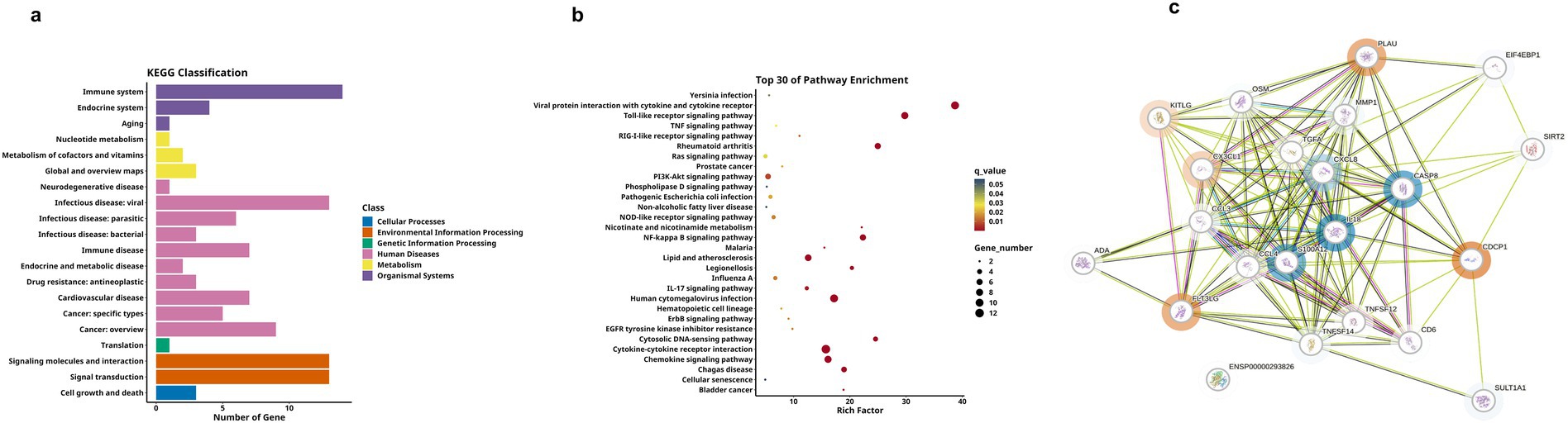 Panel a shows a horizontal bar graph of KEGG classification, depicting the number of genes across various biological classes. Panel b is a scatter plot illustrating the top thirty pathway enrichments, with dot size representing gene numbers and color indicating q-value. Panel c displays a gene interaction network with nodes connected by lines, representing interactions between different proteins.