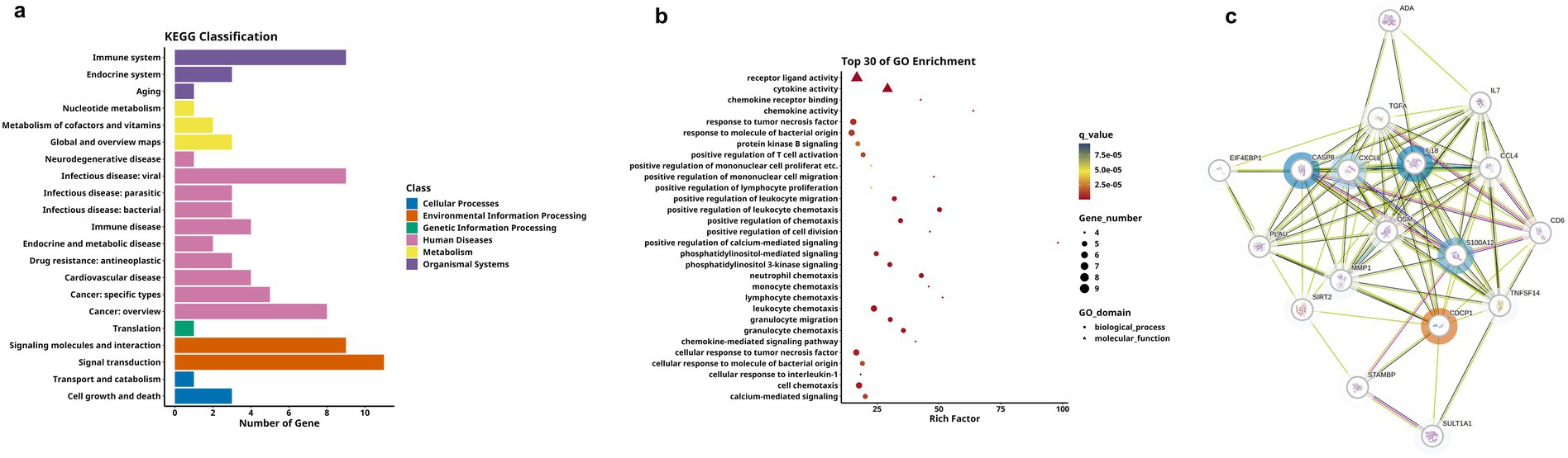 Panel a is a bar chart showing KEGG Classification, with categories like human diseases and metabolism, colored differently and measured by the number of genes. Panel b is a scatter plot of the top 30 GO enrichments, showing gene numbers and q-values with varying point sizes and colors. Panel c is a network diagram depicting gene interactions with nodes and connecting lines indicating relationships among genes like IL18 and OSM.