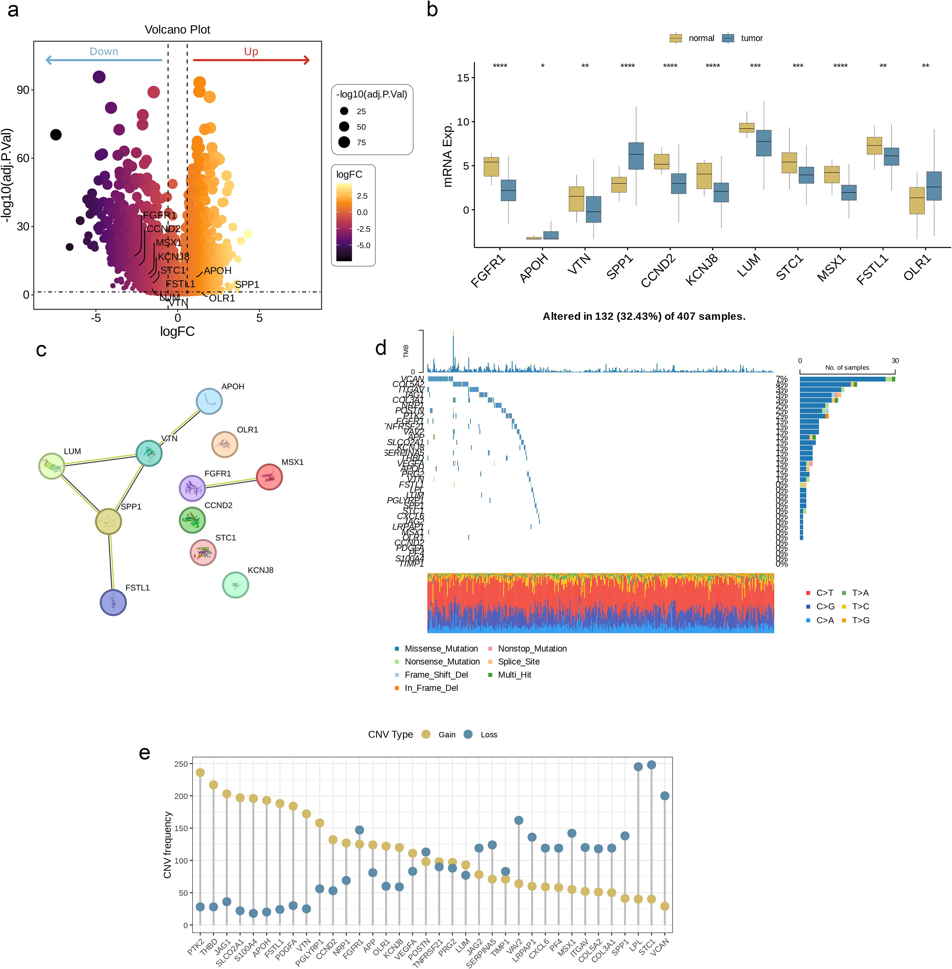 a. A volcano plot showing gene expression changes, with points colored by log fold change and sized by adjusted p-value. b. Box plots comparing miRNA expression between normal and tumor samples for several genes, with statistical significance noted. c. A network diagram illustrating interactions between specific genes. d. A mutation analysis displaying mutation types and sample distribution, including a bar chart for mutation counts. e. A CNV frequency chart showing gain and loss across different genes.