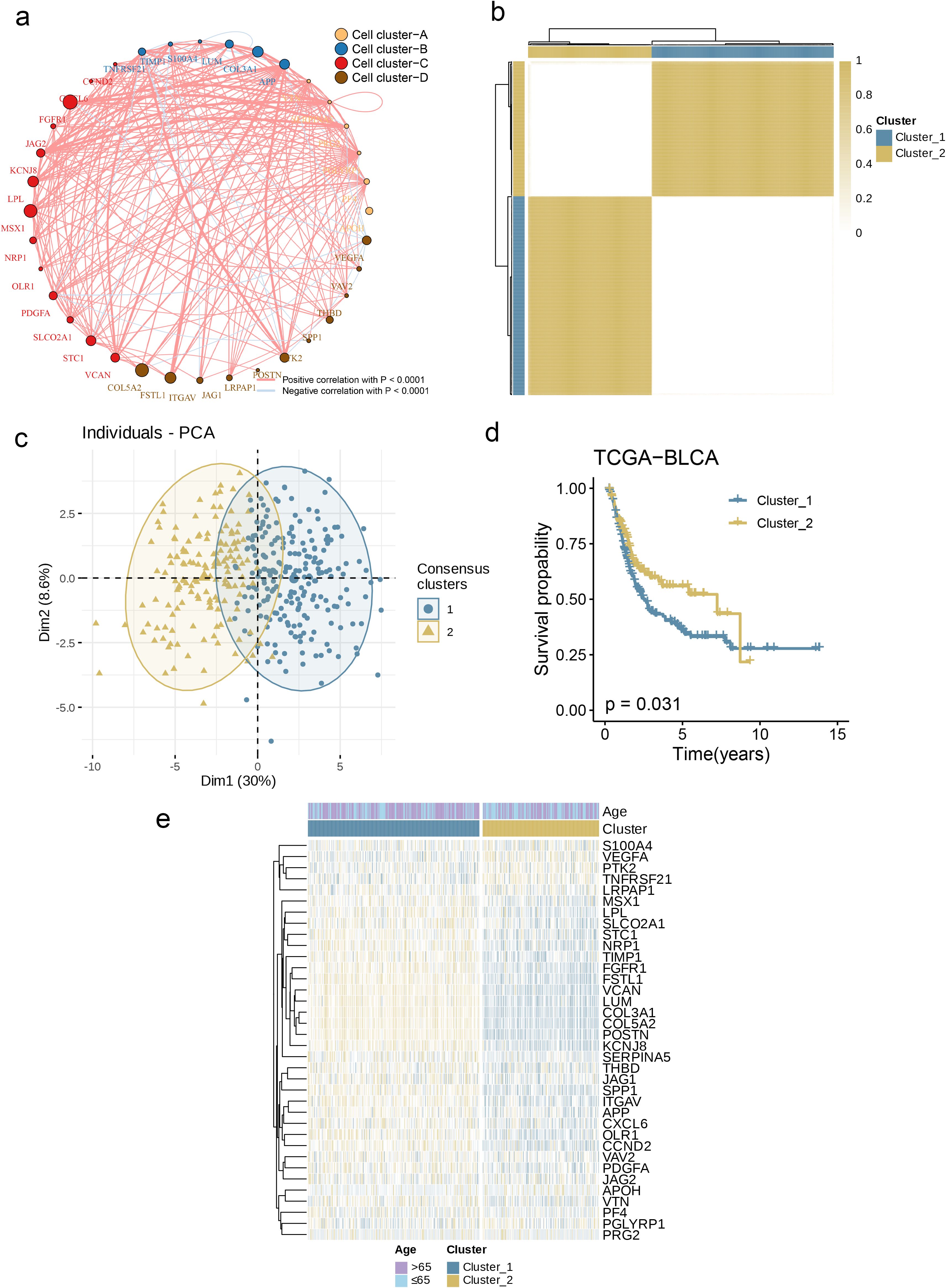 A composite image contains five panels: (a) A network diagram shows interactions among four cell clusters, with connections indicating positive or negative correlations. (b) A heatmap represents consensus clustering, distinguishing Cluster 1 and Cluster 2. (c) A PCA plot visualizes individual sample distributions, separating two consensus clusters with different colors and shapes. (d) A Kaplan-Meier survival plot compares survival probabilities between Cluster 1 and Cluster 2 over 15 years, showing a significant p-value. (e) A heatmap illustrates gene expression profiles across samples, categorized by age and cluster.