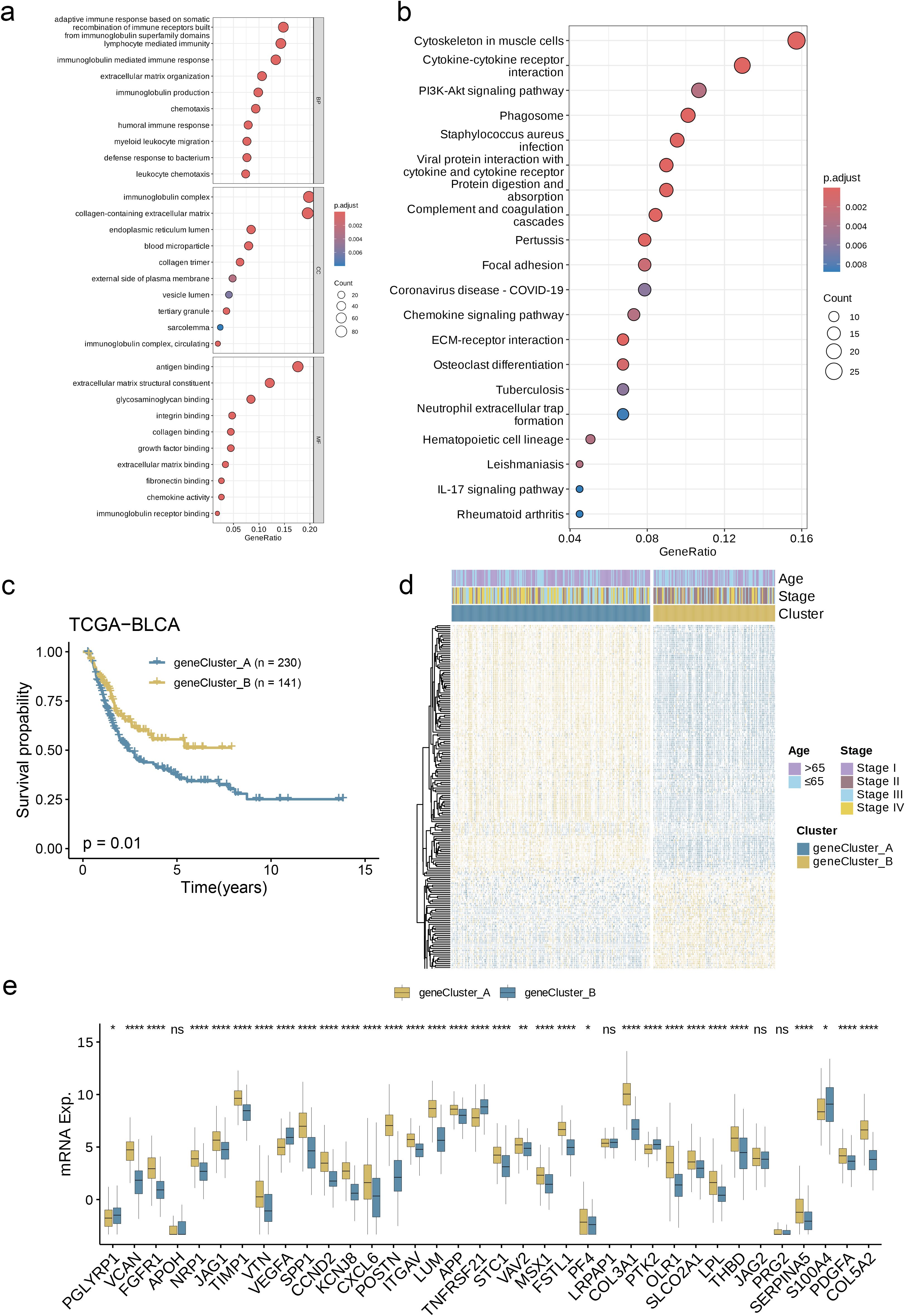 (a) Dot plot displaying gene ontology terms with gene ratio and adjusted p-values. (b) Dot plot showing KEGG pathways with gene ratio and adjusted p-values. (c) Kaplan-Meier survival curve comparing two gene clusters in TCGA-BLCA dataset. (d) Heat map illustrating clustering of gene expression by age, stage, and cluster. (e) Box plots representing mRNA expression levels for specific genes across two gene clusters.