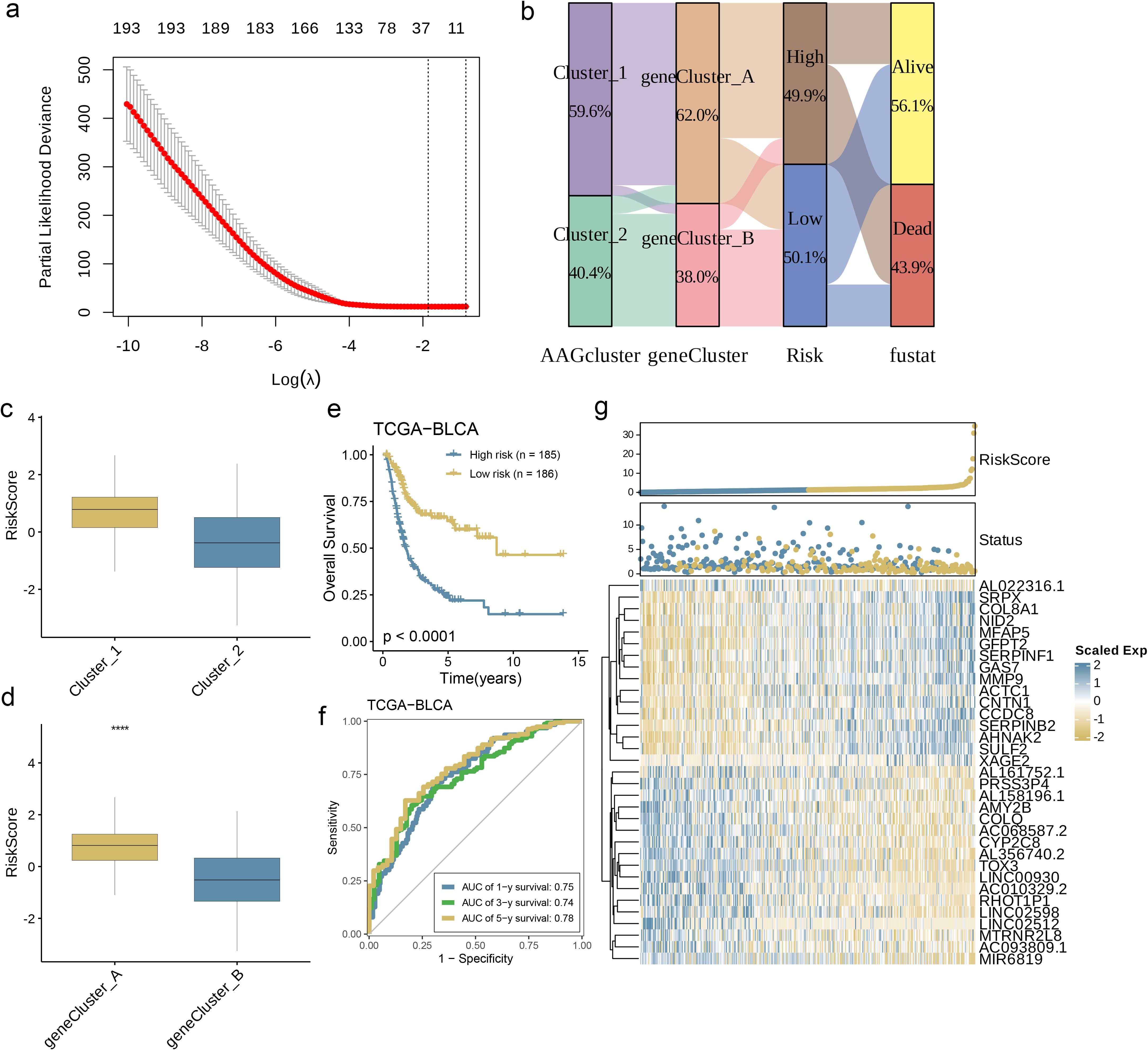 Panel (a) shows a line graph of partial likelihood deviance against Log(λ). Panel (b) displays a Sankey diagram indicating transitions between clusters, gene clusters, risk levels, and survival status. Panel (c) presents a box plot comparing risk scores for two clusters. Panel (d) shows a similar box plot for gene clusters. Panel (e) contains a survival curve with high and low-risk categorizations. Panel (f) presents ROC curves for one, three, and five-year survival predictions. Panel (g) features a heatmap correlating risk scores, survival status, and gene expression levels.