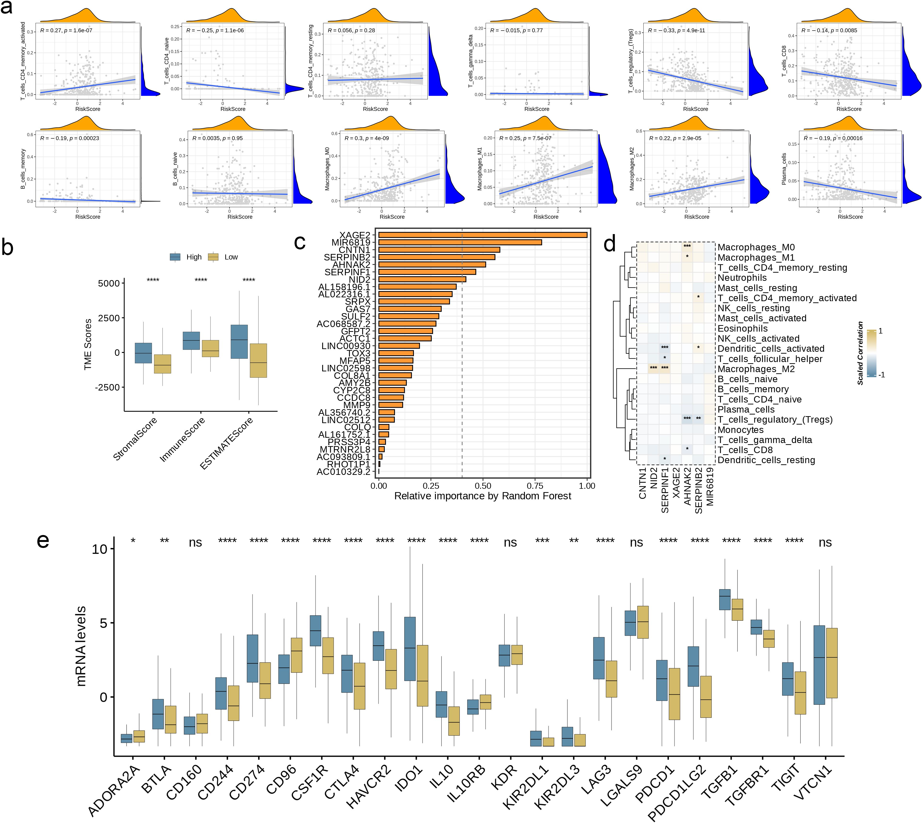 Multiple graphs analyzing data related to gene expression and immune response. a) Scatter plots with risk scores versus gene expression, showing correlation coefficients. b) Box plots comparing TIME scores between high and low groups for StromalScore, ImmuneScore, and ESTIMATEScore, with significant differences noted. c) Bar chart depicting the relative importance of genes by Random Forest analysis. d) Heatmap of cell-type correlations, indicating significant interaction levels. e) Box plots of mRNA levels for various genes, indicating statistical significance between groups.
