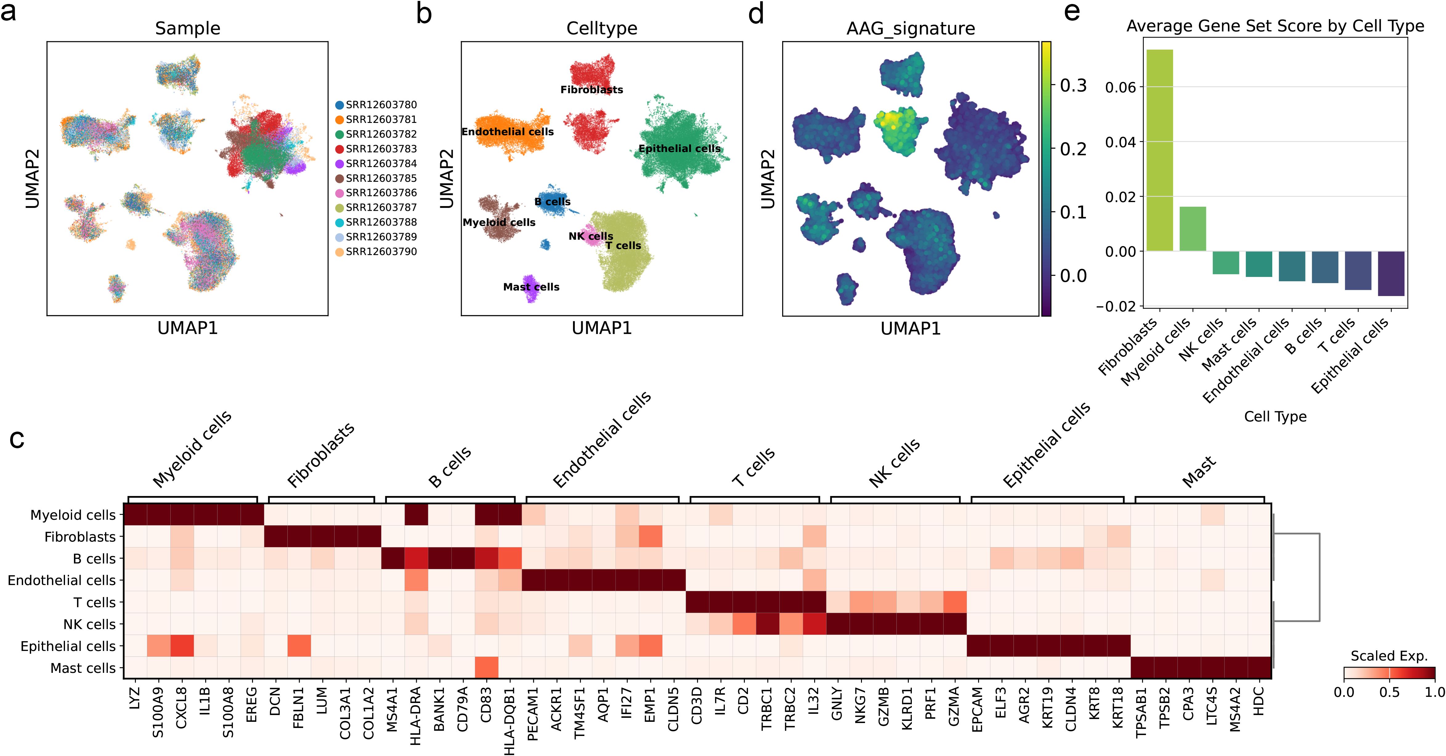 Panel of plots analyzing cell types and gene expression: (a) UMAP plot by sample identifiers showing clustering. (b) UMAP plot by cell type indicating groups like fibroblasts and T cells. (c) Heatmap of gene expression across cell types, with varying intensity. (d) UMAP plot displaying AAG signature with a color gradient scale. (e) Bar chart of average gene set scores by cell type, highlighting prominent scores in fibroblasts and myeloid cells.