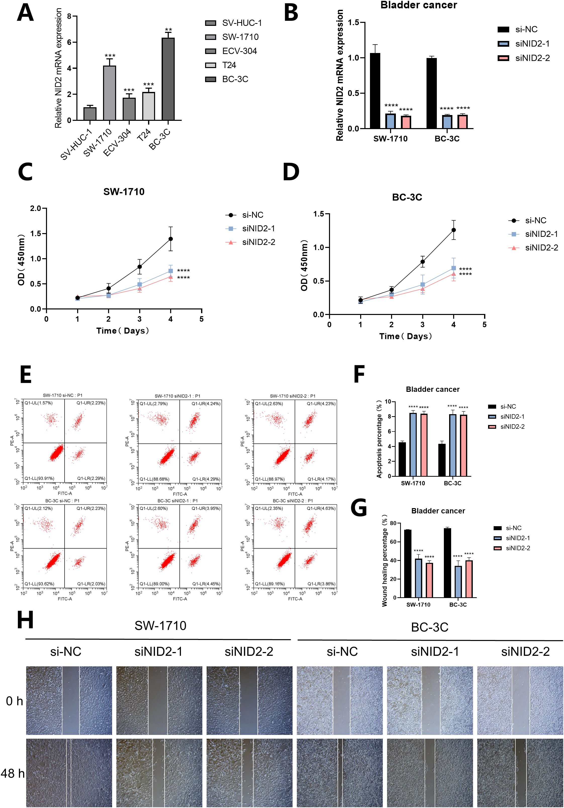 A multi-panel image illustrates various experiments on bladder cancer cell lines. Panel A shows a bar graph comparing relative NID2 mRNA expression across several cell lines. Panel B is another bar graph showing reduced NID2 expression with siRNA treatments in SW-1710 and BC-3C lines. Panels C and D present line graphs indicating cell growth over days with different siRNA treatments for SW-1710 and BC-3C. Panel E displays flow cytometry plots for apoptosis analysis. Panel F is a bar graph showing increased apoptosis percentages. Panel G displays a bar graph for wound healing percentages. Panel H shows wound healing assay images at 0 and 48 hours.