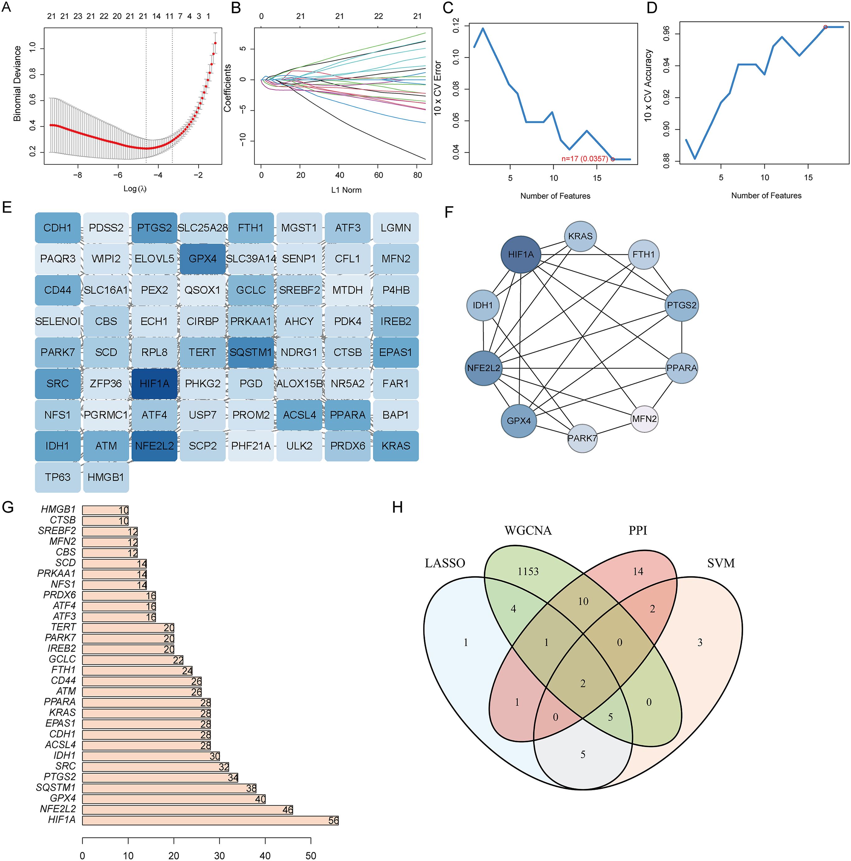 Graphs and charts related to gene expression analysis and feature selection. Panel A shows binomial deviance versus log-lambda. Panel B illustrates L1 Norm coefficients. Panel C is a plot of CV error against features number, and Panel D shows CV accuracy versus features number. Panel E depicts a heatmap of gene interactions, while Panel F presents a network diagram of gene connections. Panel G is a bar graph ranking genes by frequency. Panel H offers a Venn diagram comparing different gene selection methods.