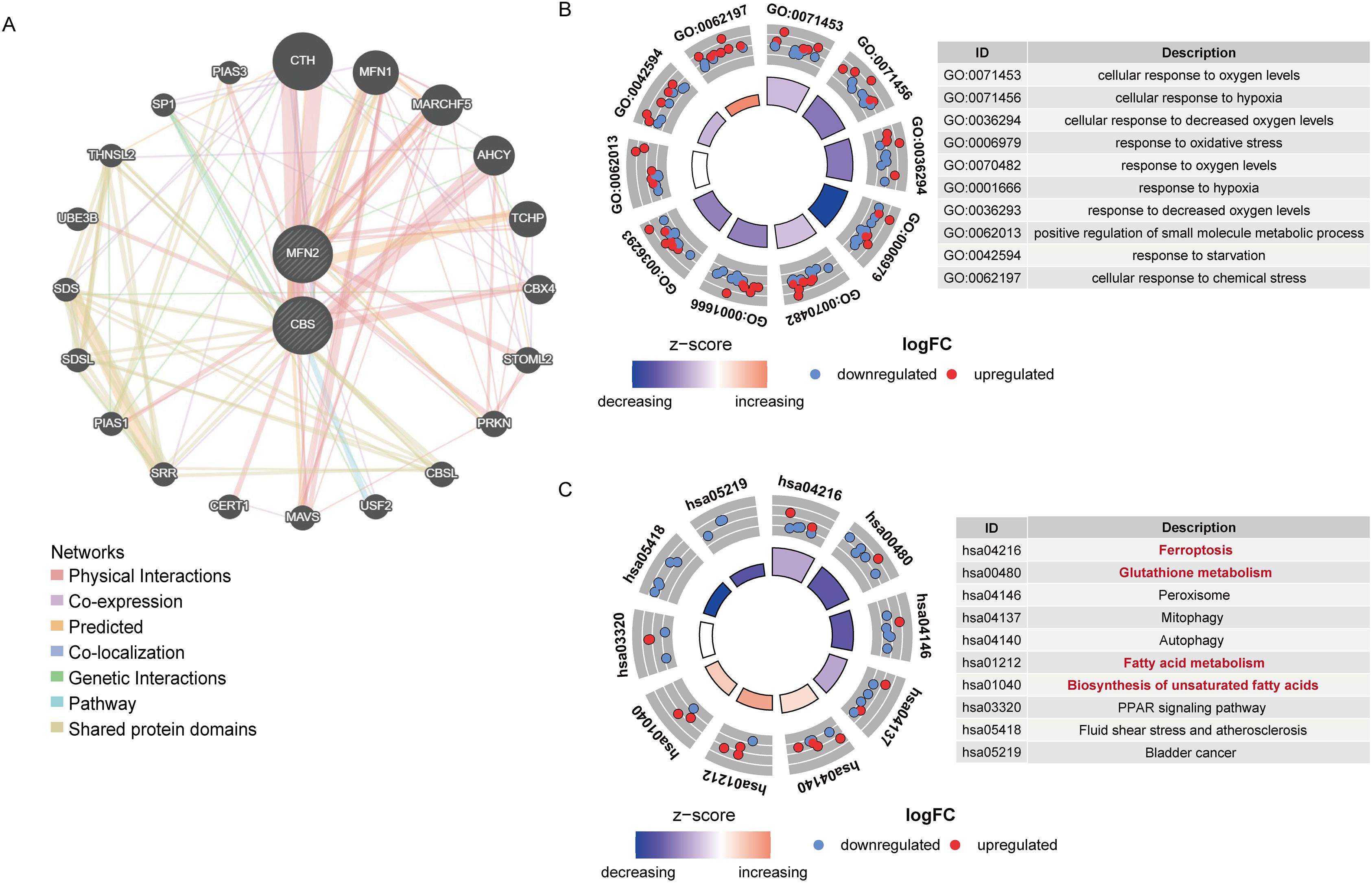 Network analysis diagram with three panels labeled A, B, and C. Panel A shows a circular network of gene interactions, with nodes labeled by gene symbols and lines indicating different types of interactions, such as physical interactions and co-expression. Panels B and C are circular heatmaps illustrating gene expression changes, with color gradients representing z-scores. Legends indicate downregulation and upregulation, with a table listing associated biological processes and pathways for each panel.