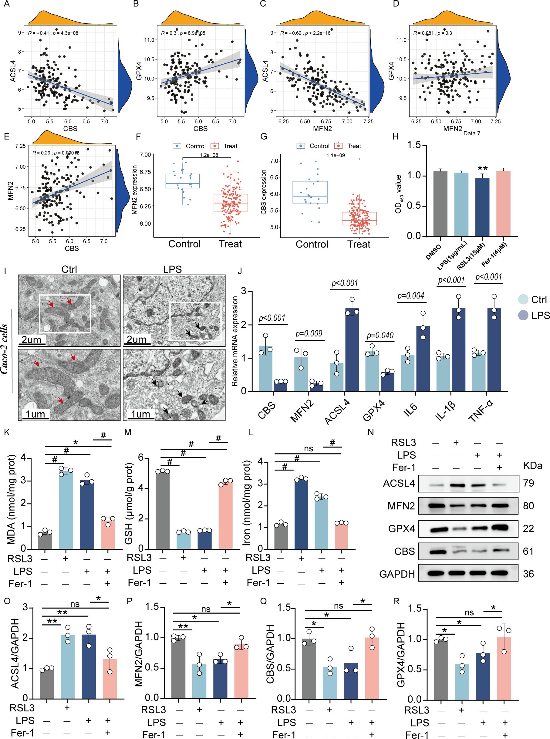 A series of scientific graphs and diagrams showing various statistical analyses and experimental data. Panels A to E display scatter plots with correlation coefficients examining relationships between genes and treatments. Panels F to J present box plots and bar charts comparing gene expression and protein levels between control and treatment groups, highlighting statistical significance. Panel I includes microscopic images of cells with visual annotations. Panels K to R illustrate quantified biochemical measurements, with statistical markers denoting significance. The data suggest differences in gene expression and protein levels upon different treatments.