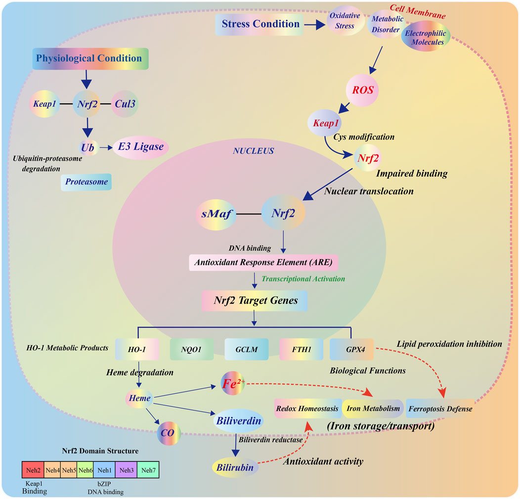Flowchart illustrating the Nrf2 pathway and its role in cellular stress response. Under physiological conditions, Keap1, Nrf2, and Cul3 lead to ubiquitination and proteasome degradation. Under stress, Nrf2 is released and translocated to the nucleus, where it binds with sMaf, activating Antioxidant Response Element (ARE) and promoting Nrf2 target genes. These genes are involved in HO-1 metabolic products, heme degradation, redox homeostasis, iron metabolism, and antioxidant activity. The Nrf2 domain structure, featuring Keap1 binding, bZIP, and DNA binding sites, is included.
