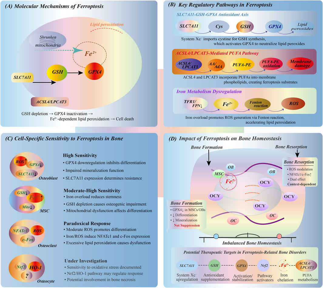 Diagram illustrating the mechanisms and impacts of ferroptosis on bone health. Four panels labeled A to D explain different aspects: (A) Molecular mechanisms, showing the role of GSH, GPX4, and Fe²+ in lipid peroxidation and cell death. (B) Key regulatory pathways, highlighting the SLC7A11-GSH-GPX4 axis, ACSL4/LPCAT3-mediated pathways, and iron metabolism dysregulation. (C) Cell-specific sensitivity in bone, detailing reactions of osteoblasts, MSCs, osteoclasts, and osteocytes. (D) Impact on bone homeostasis, indicating changes in bone formation and resorption, with potential therapeutic targets.