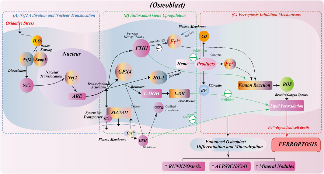 Diagram depicting the processes influencing osteoblast activity and ferroptosis inhibition mechanisms. It includes pathways of Nrf2 activation, antioxidant gene upregulation, and interactions involving oxidative stress, iron regulation, and reactive oxygen species. Enhancements in osteoblast differentiation and mineralization, and factors like glutathione, heme, and lipid peroxidation are shown. Key components are Nrf2, ARE, Keap1, and various enzymes and compounds, illustrating cellular responses leading to ferroptosis inhibition and osteoblast function.