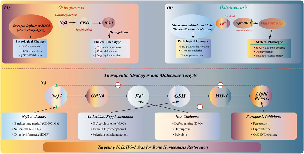 Diagram illustrating links between osteoporosis and osteonecrosis through Nrf2/HO-1 pathways. Section A details osteoporosis via estrogen deficiency, showing downregulation of Nrf2 leading to increased ROS and fracture risk. Section B describes osteonecrosis from glucocorticoid use, highlighting iron and lipid accumulation causing subchondral bone collapse. Section C presents therapeutic strategies, including Nrf2 activators, antioxidant supplementation, iron chelators, and ferroptosis inhibitors aimed at restoring bone homeostasis.