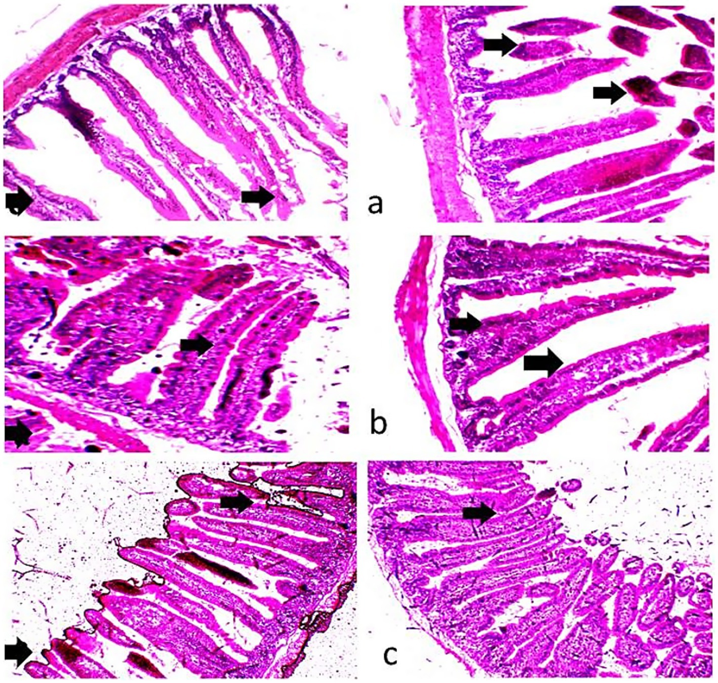Microscopic images of intestinal tissue sections stained in varying shades of pink and purple. Panels labeled a, b, and c depict different views. Black arrows highlight specific structures within the tissue, showing the villi and cellular details. Each panel appears to show sections at different magnifications or conditions, highlighting morphological variations.