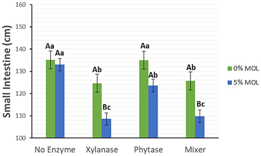 Bar graph showing the effect of different enzymes on small intestine length in centimeters. Four groups are displayed: No Enzyme, Xylanase, Phytase, and Mixer. Each group has two bars representing 0% MOL (green) and 5% MOL (blue). Labels such as Aa, Ab, and Bc indicate statistical significance. Intestine lengths range from 100 to 160 cm.