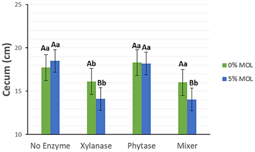 Bar chart showing cecum length in centimeters across four treatments: No Enzyme, Xylanase, Phytase, and Mixer. Each treatment has two bars, green for 0% MOL and blue for 5% MOL. Error bars indicate variability. Significant differences are denoted by letters above the bars.