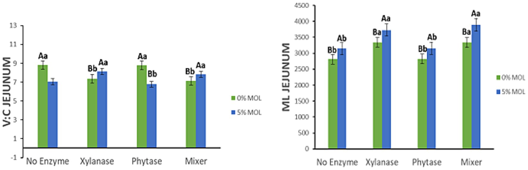 Bar charts showing jejunum measurements for different enzyme treatments: no enzyme, xylanase, phytase, and mixer. Left chart: V:C jejunum, right chart: ML jejunum. Green bars represent 0% MOL, blue bars represent 5% MOL. Error bars and letter markings indicate statistical groups.