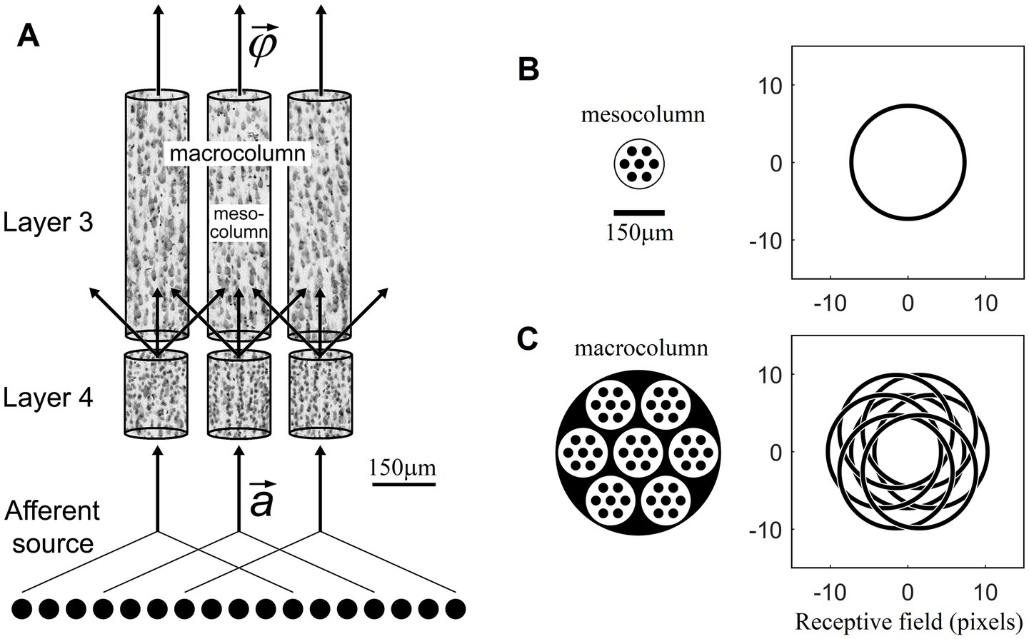 Diagram illustrating cortical columns. Panel A shows vertical structures labeled as macrocolumn and mesocolumn, with Layer 3 and Layer 4 indicated. Arrows represent signal direction from an afferent source. Panel B depicts a mesocolumn as a circle with smaller circles inside, alongside a receptive field plot. Panel C illustrates a macrocolumn consisting of multiple mesocolumns, with a complex receptive field plot. Scale bars indicate measurements in micrometers and pixels.
