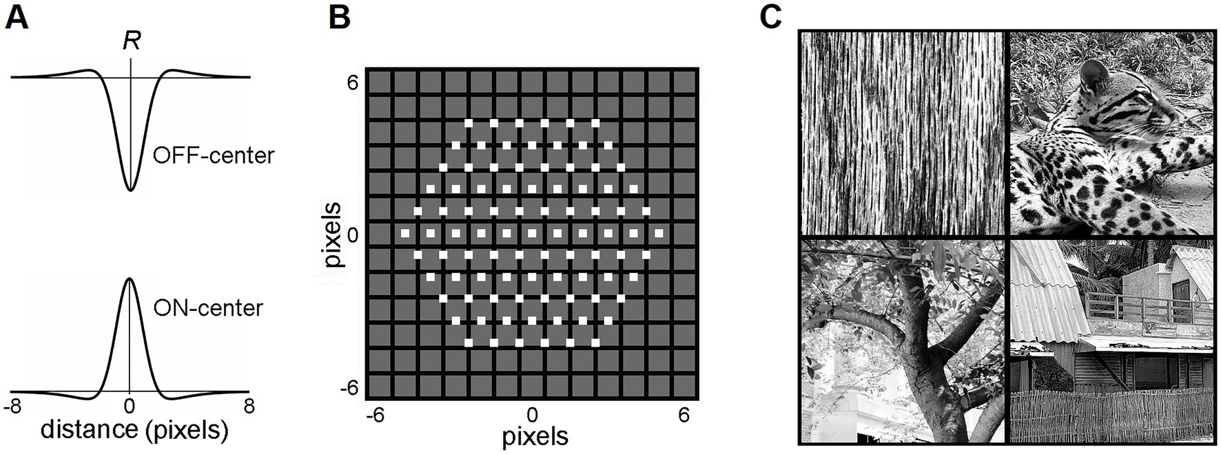 Panel A shows graphs of OFF-center and ON-center receptive fields with response peaks and troughs at zero pixels. Panel B displays a grid with a central pattern of white squares representing pixels. Panel C includes four images: vertical tree bark, a spotted animal resting, a leafy tree with sunlight, and a structure with a sloped roof and fence.