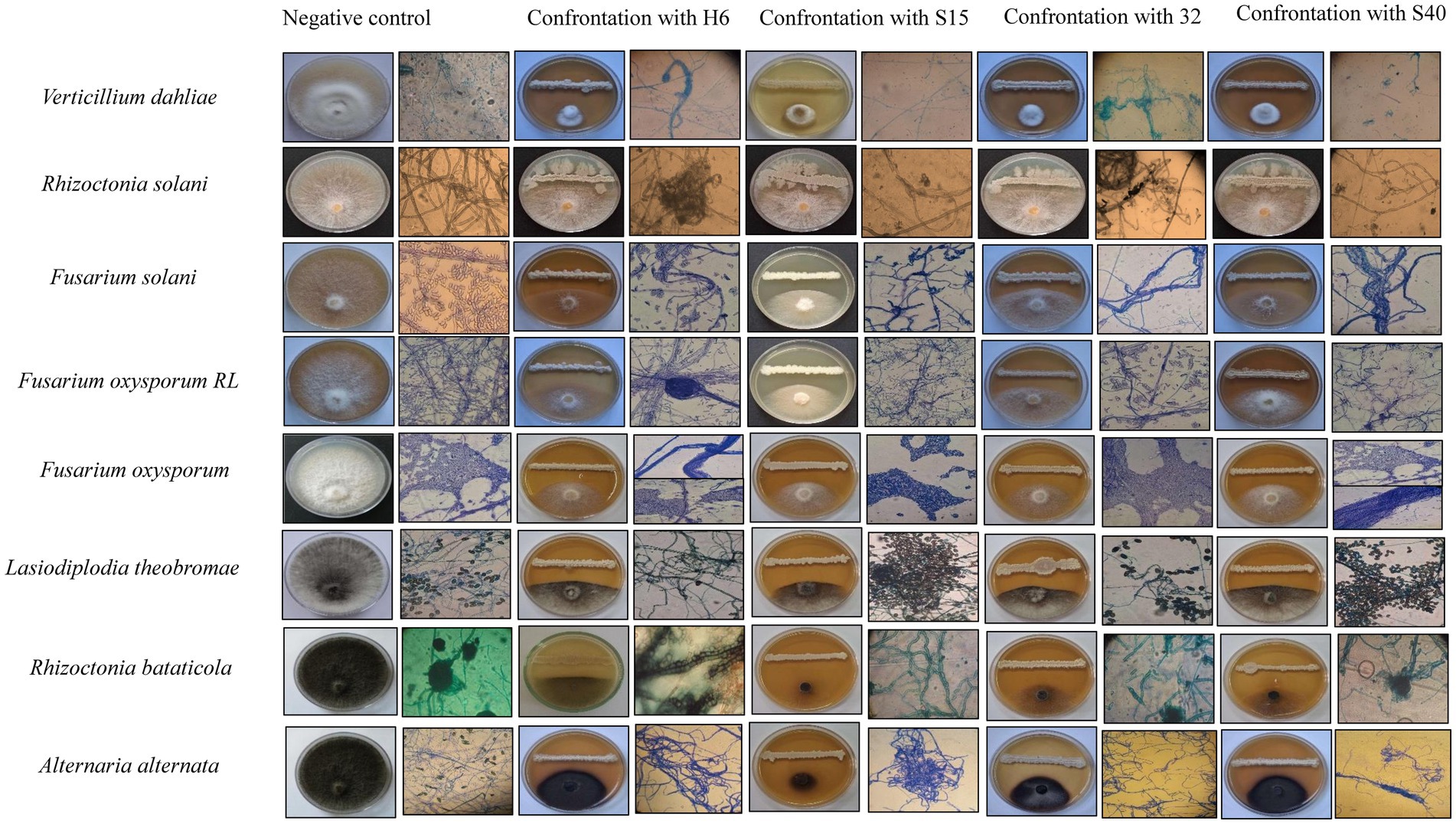 Nine rows display fungal cultures of different species under varying conditions: negative control, and confrontation with H6, S15, 32, and S40. Each row includes two petri dish images and three microscopic views, illustrating colony formation and hyphal growth changes under each treatment.