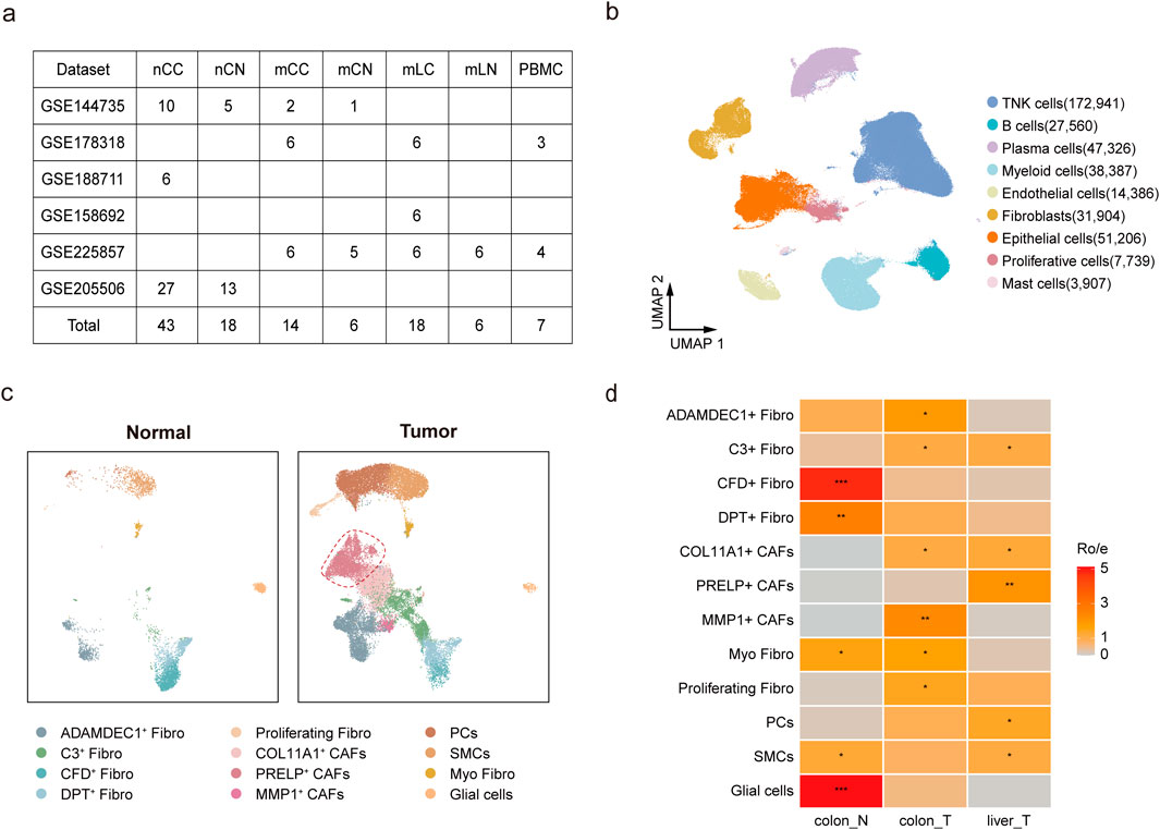 Panel a shows a table listing datasets with cell counts for different cell types and references. Panel b includes a UMAP plot displaying clusters of various cell types, such as TNK, B, and plasma cells, with color coding and cell counts. Panel c contains two UMAP plots comparing fibroblast and other cell populations in normal versus tumor samples. Panel d features a heatmap representing the expression levels of different fibroblast types across colon normal, colon tumor, and liver tumor samples, with varying intensities indicating expression levels.