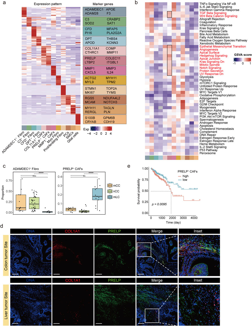 Heatmaps and box plots display gene expression patterns and marker genes for various fibroblast types. The first heatmap (a) groups marker genes by expression patterns. The second heatmap (b) shows gene set variation analysis (GSVA) scores for pathways. Box plots (c) compare proportions of fibroblast subtypes across cancer types. Panels (d) contain immunofluorescence images of DNA, COL1A1, and PRELP at colon and liver tumor sites. The Kaplan-Meier curve (e) shows survival probabilities for patients with high and low PRELP+ CAFs expression, with a significance value of p = 0.0095.