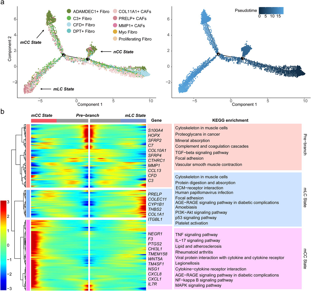 Two visualizations are shown. (a) Two t-SNE plots displaying cellular states of fibroblasts: mCC, nCC, and mLC, with cells colored by fibroblast subtype and pseudotime. (b) A heatmap and KEGG enrichment analysis showing gene expression patterns across different fibroblast states: mCC, pre-branch, and mLC, highlighting gene names and enriched pathways.