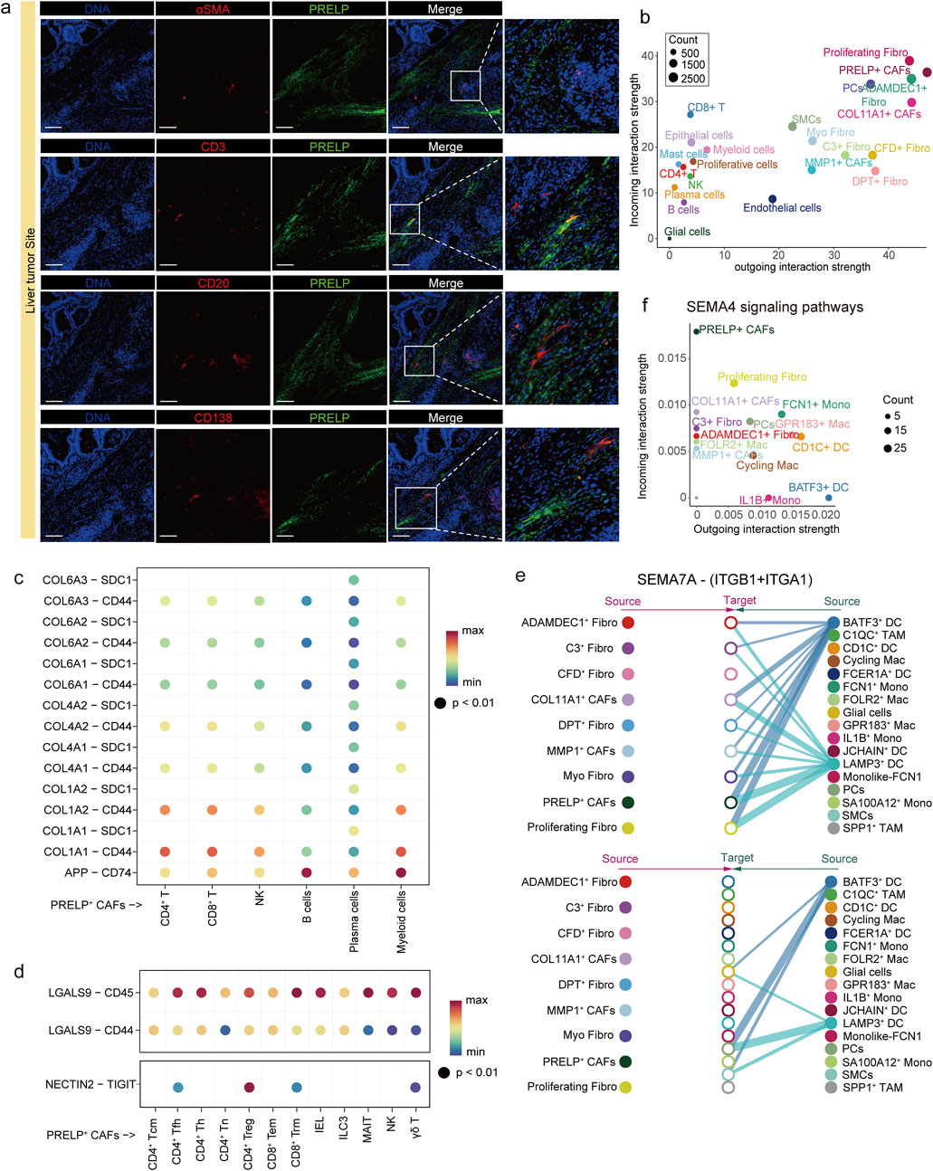 Composite figure with multiple panels. Panel (a) shows immunofluorescence images of liver tumor sites with DNA in blue, αSMA, CD3, CD20, or CD138 in red, and PRELP in green. Merged images highlight cell types in proximity to PRELP.Panel (b) is a scatter plot showing interaction strength of various cell types, using color coding for different cell groups.Panel (c) is a dot plot displaying expression interactions between PRELP+ CAFs and various immune cells, with dot sizes indicating significance.Panel (d) shows expression interactions of LGALS9 and NECTIN2 with immune cell markers.Panel (e) presents network diagrams indicating SEMA7A interaction paths between different cell types.Panel (f) highlights SEMA4 signaling pathways interactions.