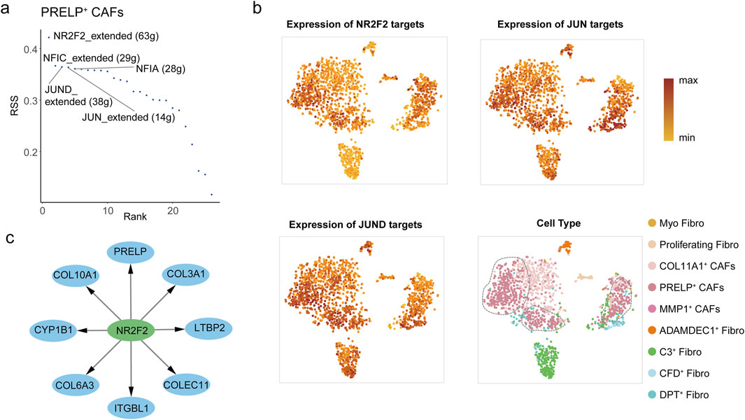 Diagram showing three panels. Panel a displays a line chart ranking gene sets in PRELP+ CAFs, with NR2F2_extended having the highest RSS value. Panel b consists of three scatter plots illustrating the expression levels of NR2F2, JUN, and JUND targets, scaled from minimum to maximum. The final plot shows cell type distributions, including Myo Fibro, Proliferating Fibro, and various CAFs identified by colors. Panel c presents a network diagram with NR2F2 as the central node, linked to eight genes: PRELP, COL3A1, LTBP2, COLEC11, ITGB1L, COL6A3, CYP1B1, and COL10A1.
