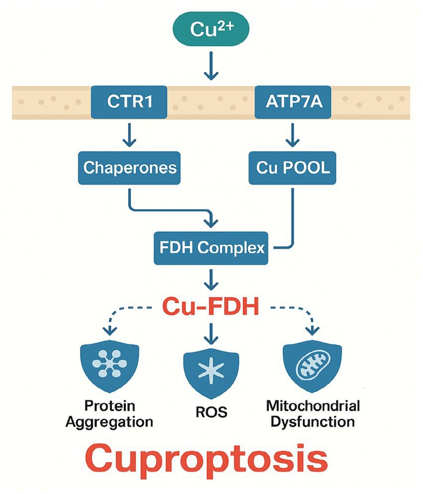 Flowchart illustrating the process of cuproptosis. Copper ions (Cu²⁺) are taken up by CTR1 and ATP7A, leading to copper pooling. Chaperones guide copper to the FDH complex, forming Cu-FDH. This triggers protein aggregation, reactive oxygen species (ROS) formation, and mitochondrial dysfunction, resulting in cuproptosis.