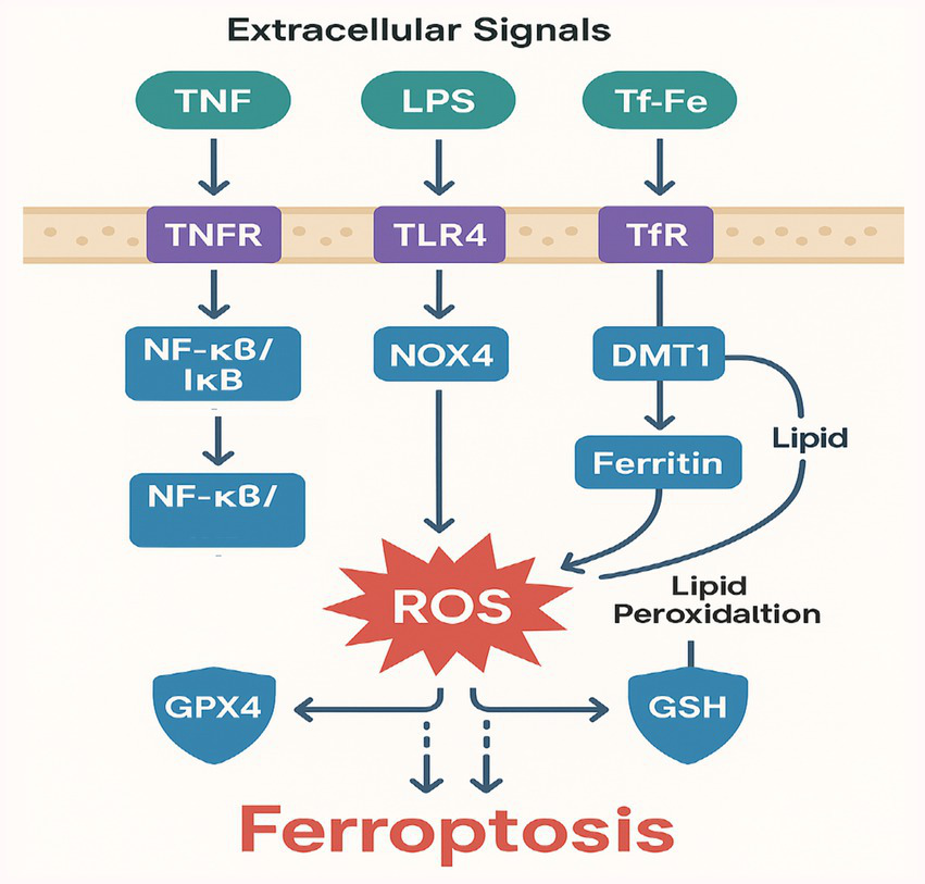 Flowchart illustrating the process of ferroptosis triggered by extracellular signals. It involves pathways through TNF, LPS, and Tf-Fe, leading to TNFR, TLR4, and TfR interactions. These activate NF-kB, NOX4, and DMT1, culminating in reactive oxygen species (ROS) production. Ferritin and lipid peroxidation are also involved, with GPX4 and GSH countering ROS effects.