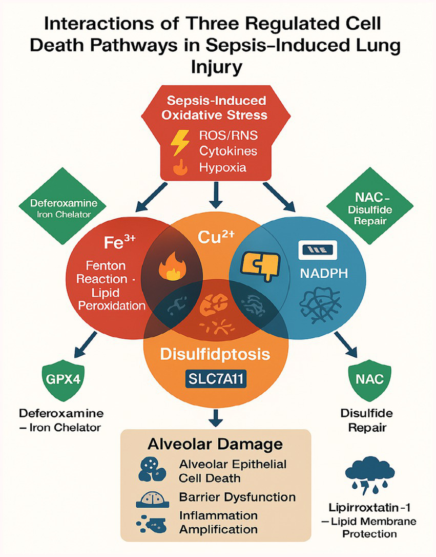 Diagram depicting interactions of three regulated cell death pathways in sepsis-induced lung injury. Central elements include oxidative stress, iron (Fe³⁺) and copper (Cu²⁺) ions, disulfidptosis, and SLC7A11, leading to alveolar damage. Oxidative stress involves ROS/RNS, cytokines, and hypoxia. Fe³⁺ and Cu²⁺ contribute to reactions causing lipid peroxidation. Protective elements include deferoxamine, GPX4, NAC, NADPH, and Lipirroxtatin-1 for repair and membrane protection. Resulting alveolar damage involves epithelial cell death, barrier dysfunction, and inflammation amplification.