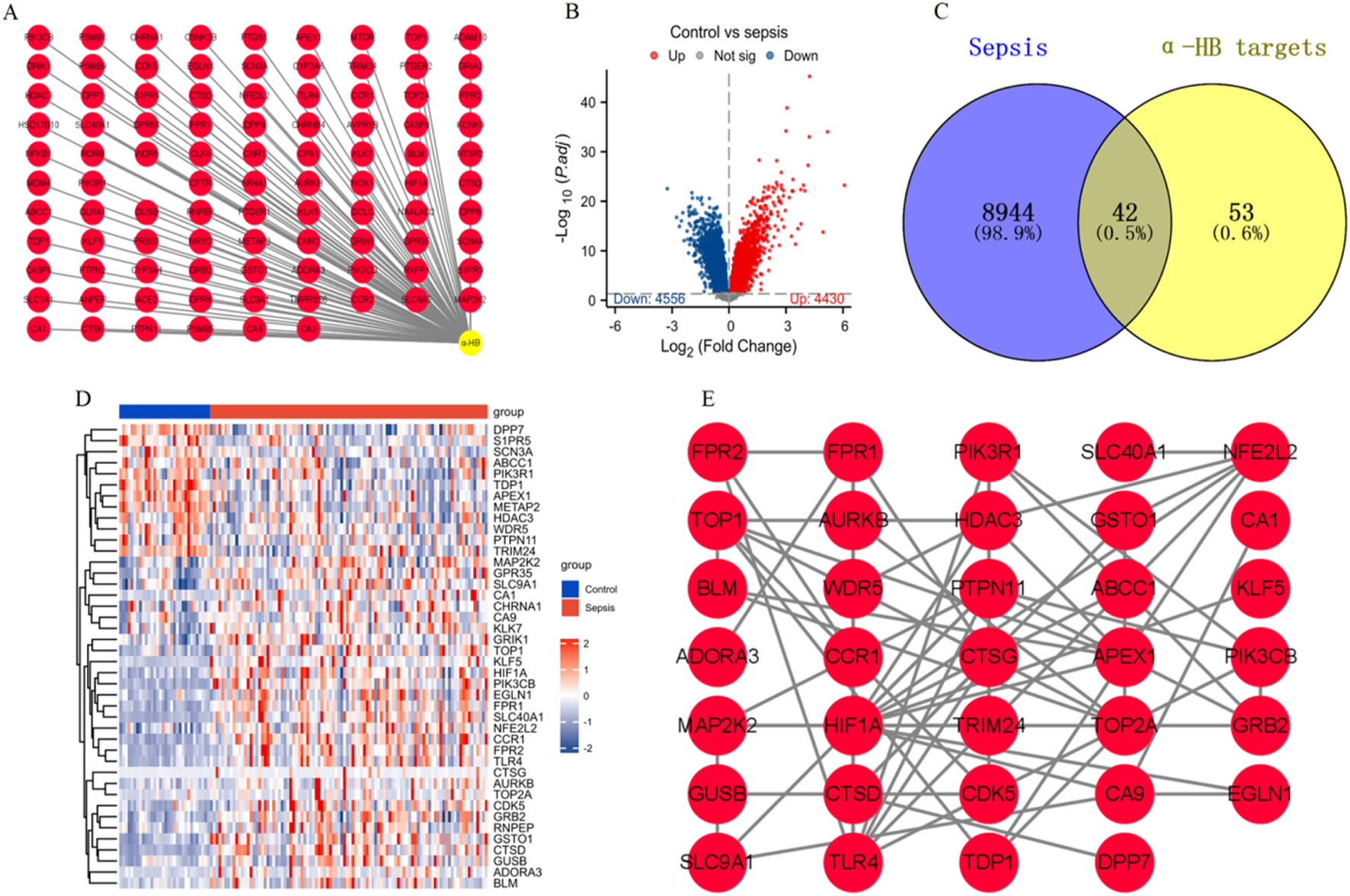 Diagram illustrating gene expression analysis and interactions: A) Network graph showing HBG1-10 linked to various upregulated genes (red nodes) and a central node (yellow).B) Volcano plot depicting gene expression changes in control versus sepsis conditions, highlighting upregulated (red) and downregulated (blue) genes.C) Venn diagram of sepsis versus alpha-HB targets, with overlapping region showing 42 shared targets.D) Heatmap displaying gene expression profiles for control and sepsis groups, with a color gradient from blue (downregulated) to red (upregulated).E) Network graph highlighting interactions among selected upregulated genes (red nodes).