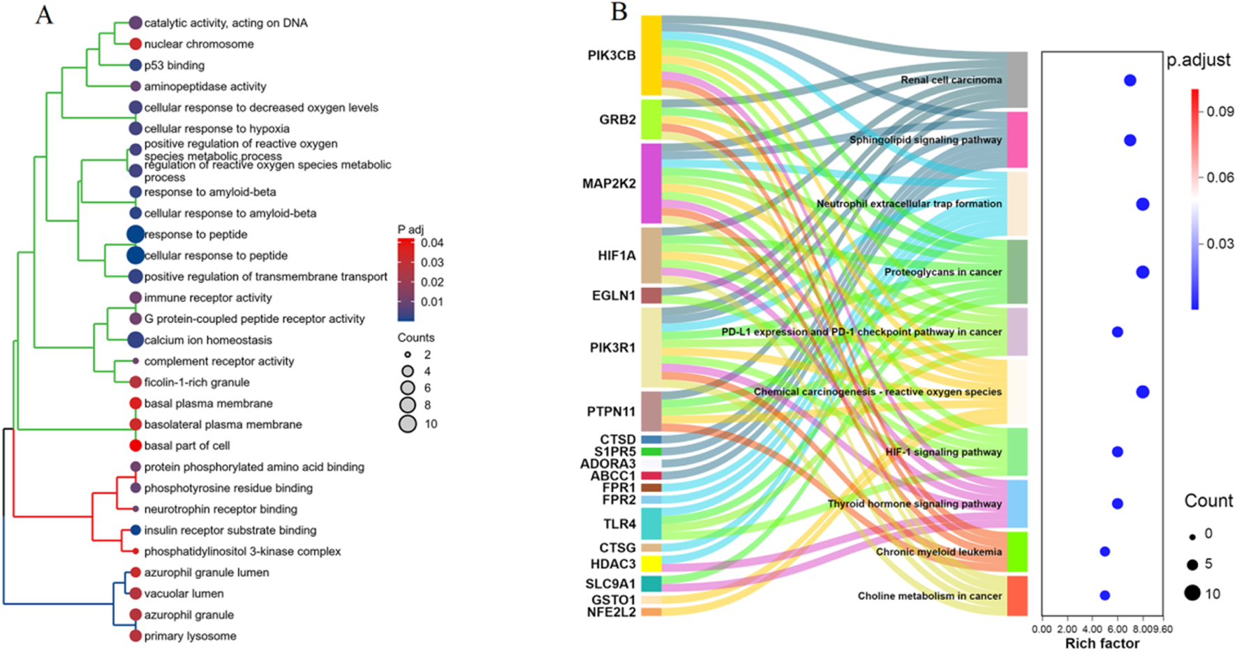 Diagram A shows a clustered pathway chart with nodes representing biological activities, graded by P-value. Diagram B is a Sankey diagram linking genes to pathways, colored by type, and includes a heatmap for adjusted P-values, with dot size representing count.