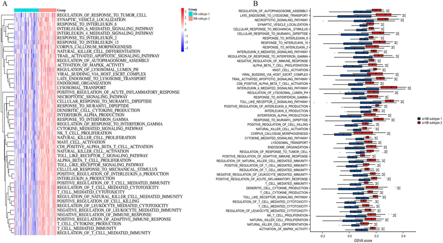 Panel A shows a heatmap of various biological pathways with two groups, HB subtype 1 and 2, distinguished by a color gradient. Panel B presents box plots comparing GSVA scores of the same pathways for HB subtypes 1 and 2, with subtypes differentiated by blue and red colors.
